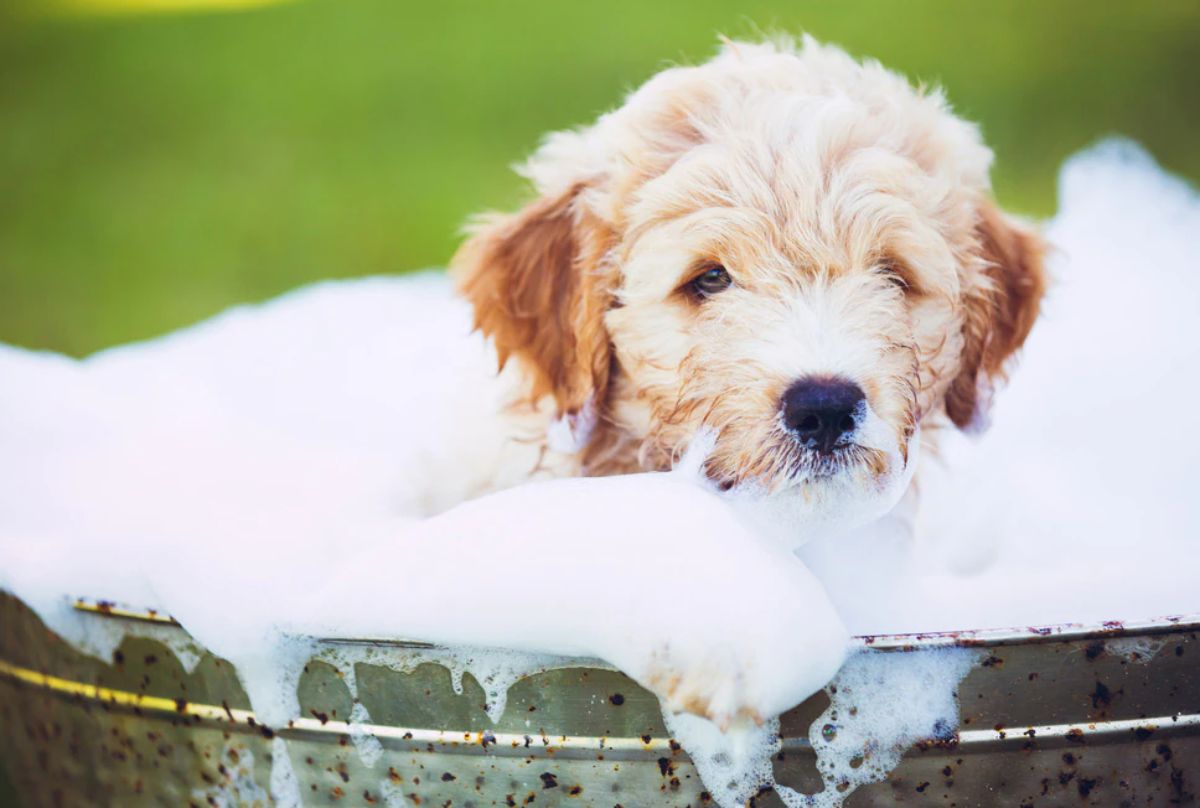 fluffy brown puppy in a silver metal tub filled with soap suds