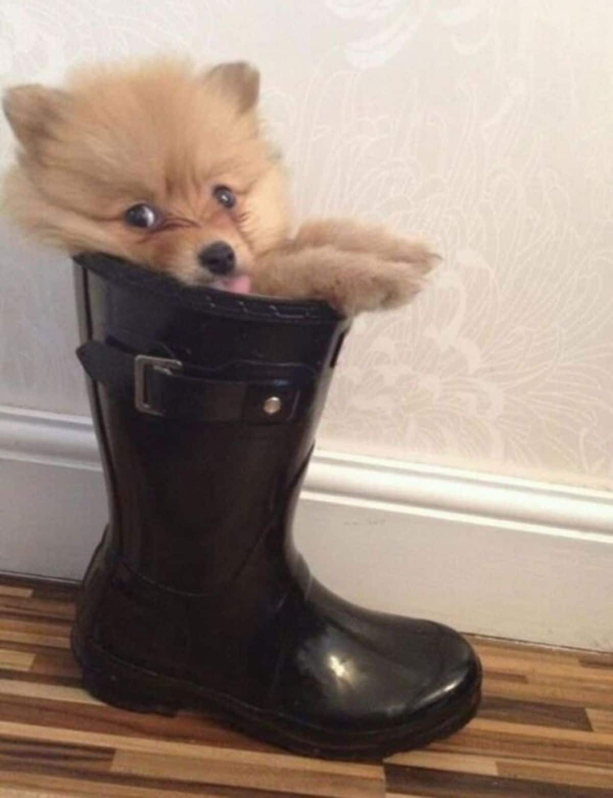 fluffy brown puppy sitting inside a black boot with the head and front paws sticking out