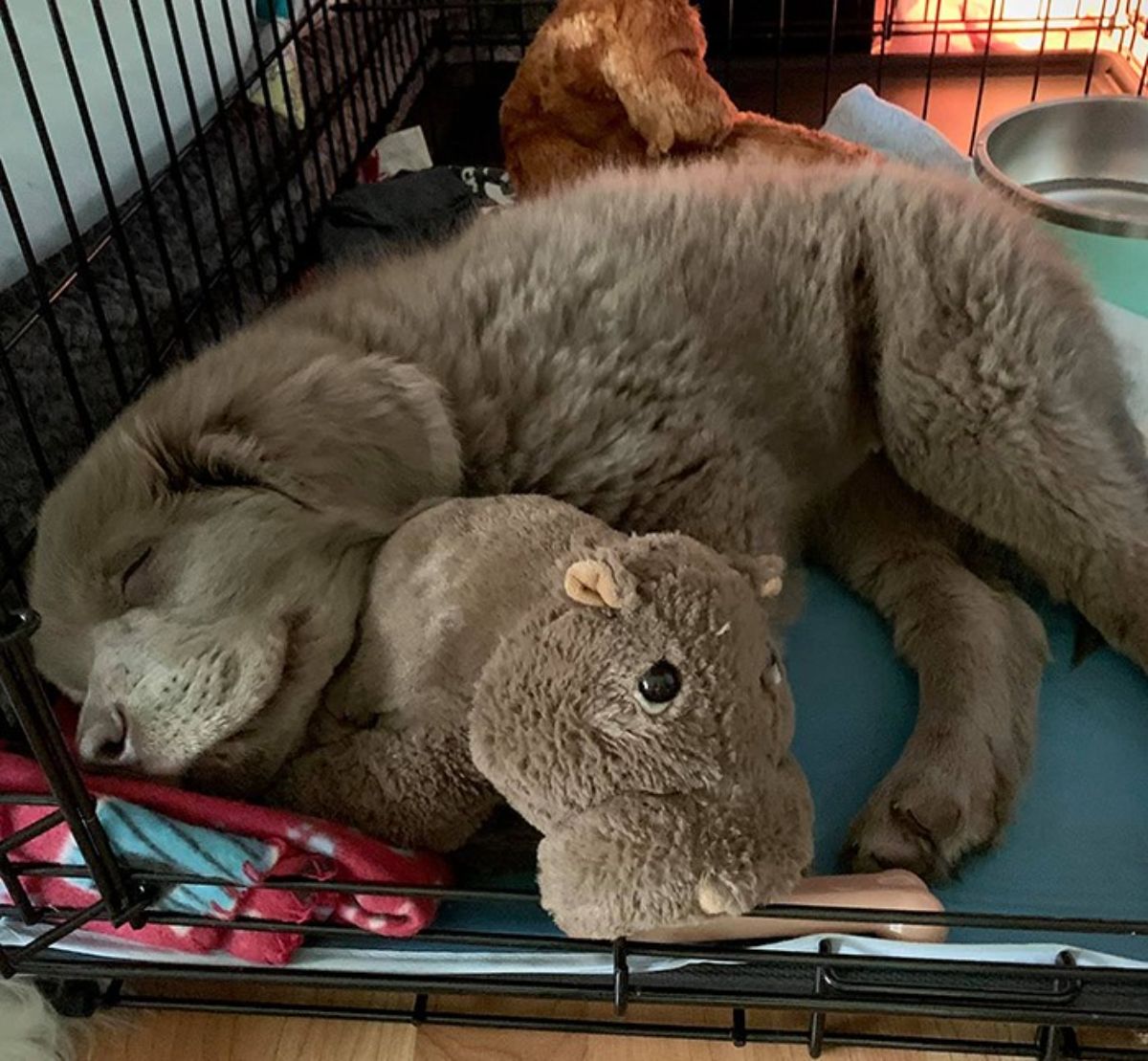 fluffy brown puppy sleeping on its side cuddling a stuffed toy