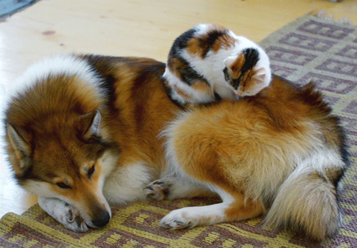 fluffy brown white and black dog laying on a brown and green carpet and the floor with a sleeping white black and orange cat on the dog's back
