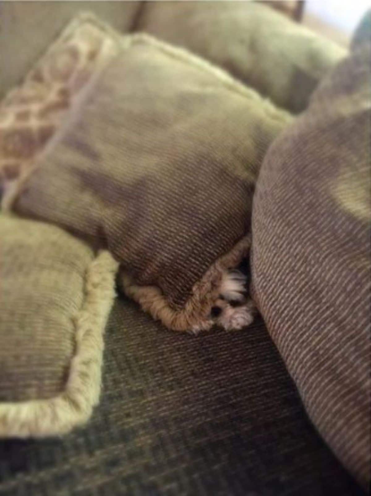 fluffy brown white and black dog peeking out from under a pile of brown pillows on a brown sofa