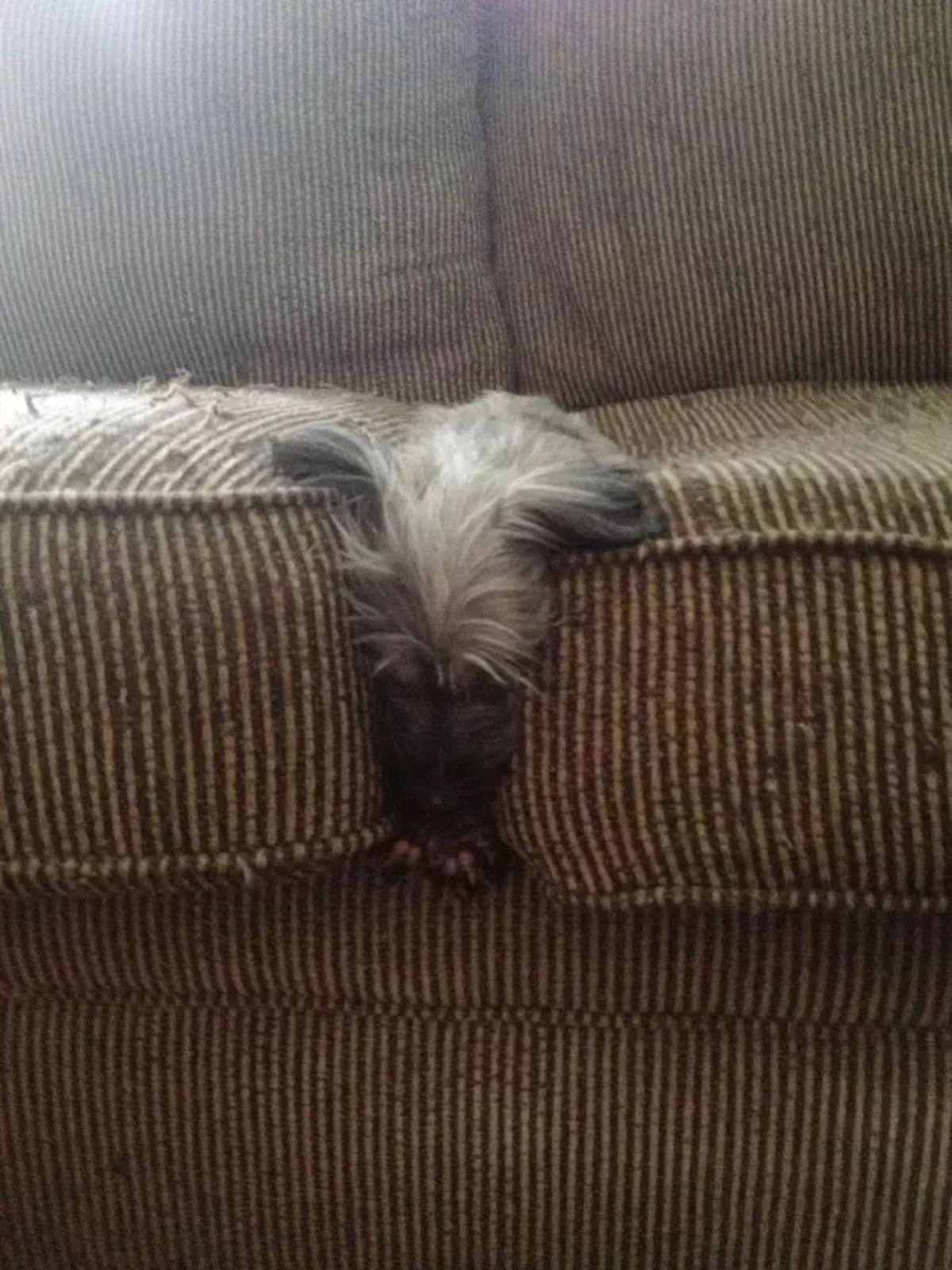 fluffy grey and black dog sleeping between two brown couch cushions