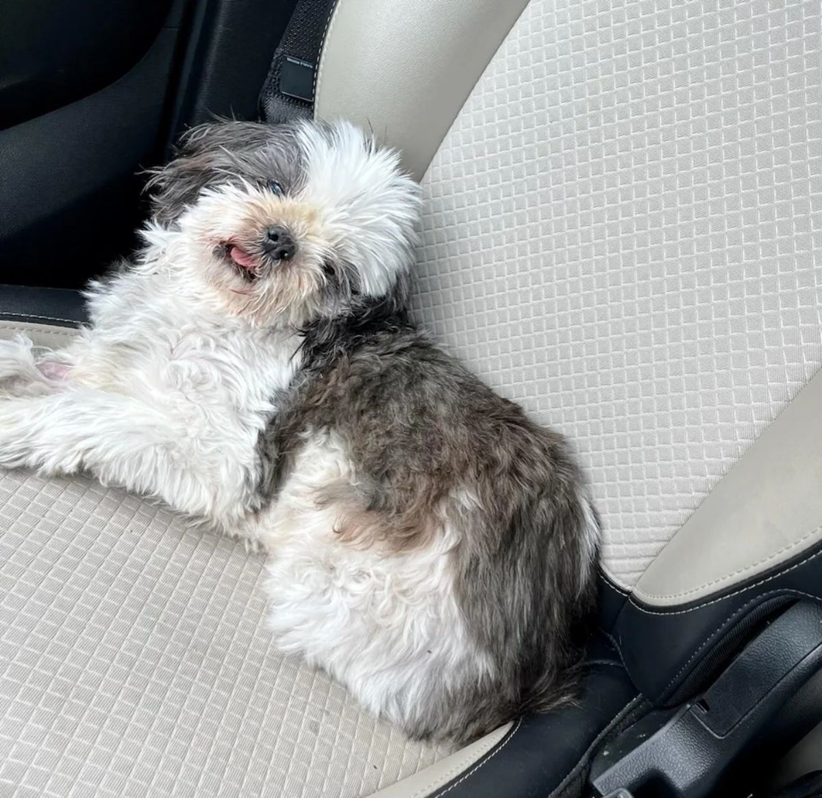 fluffy grey and white dog laying on a car seat with the tongue sticking out slightly