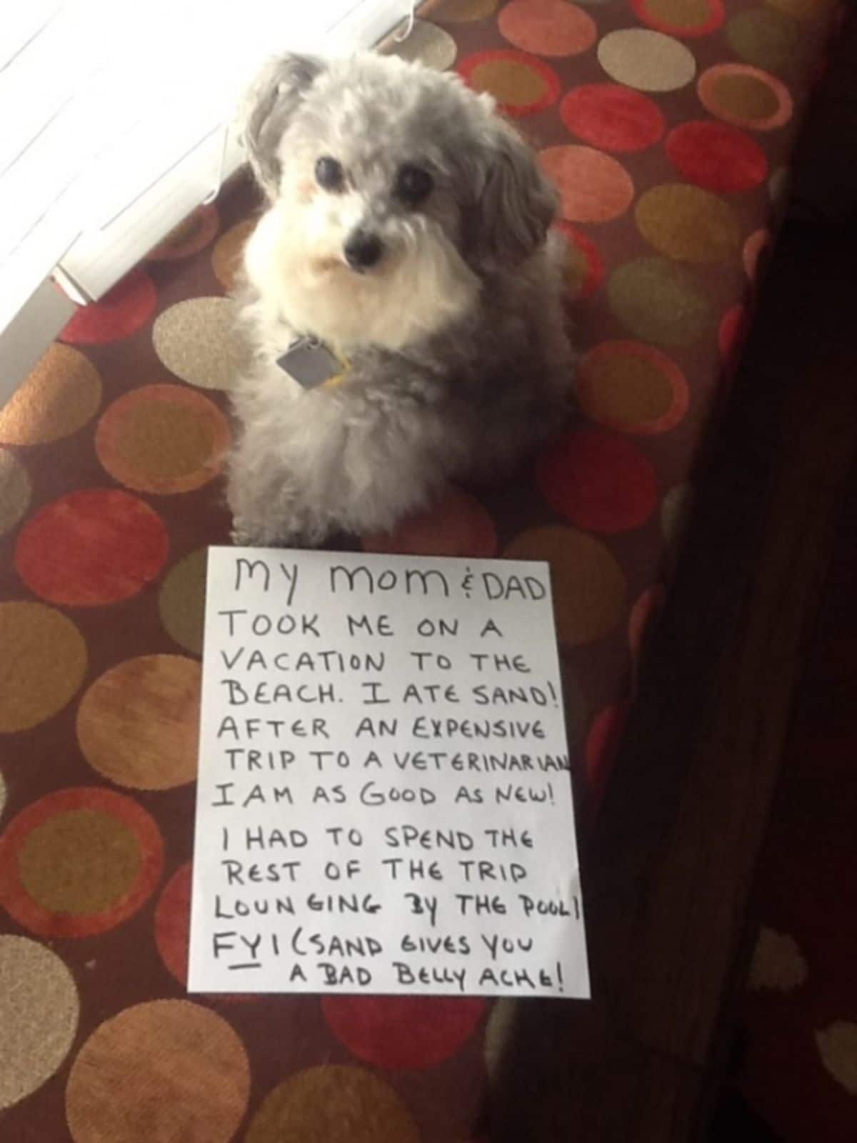 fluffy grey and white dog laying with a sign saying she ate sand on vacation and had expensive vet bills