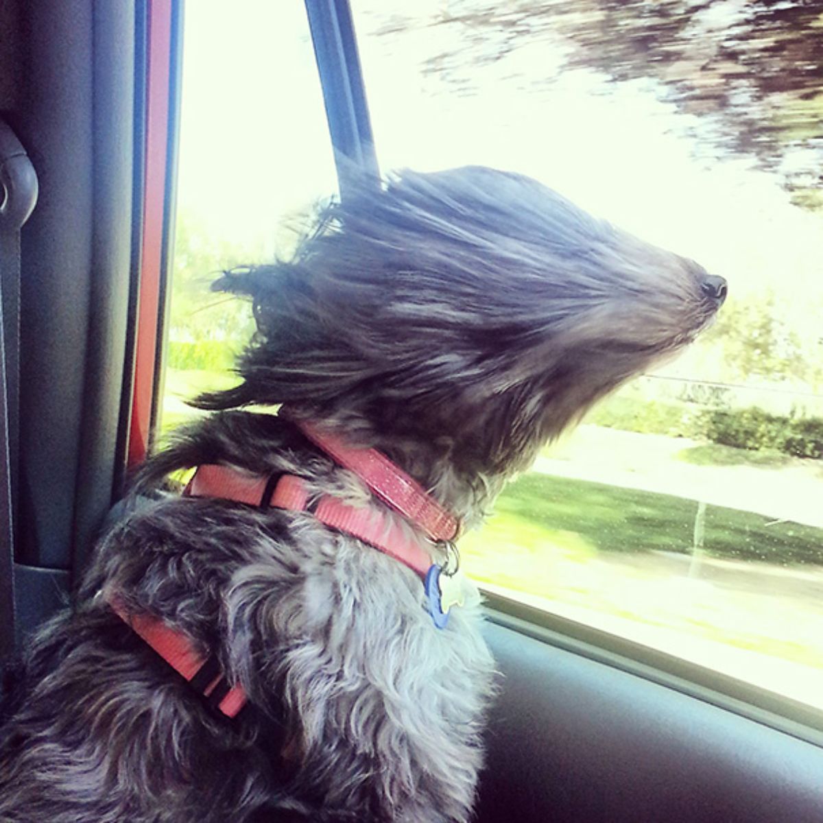 fluffy grey and white dog sticking head out of a car window and the wind blowing back the fur
