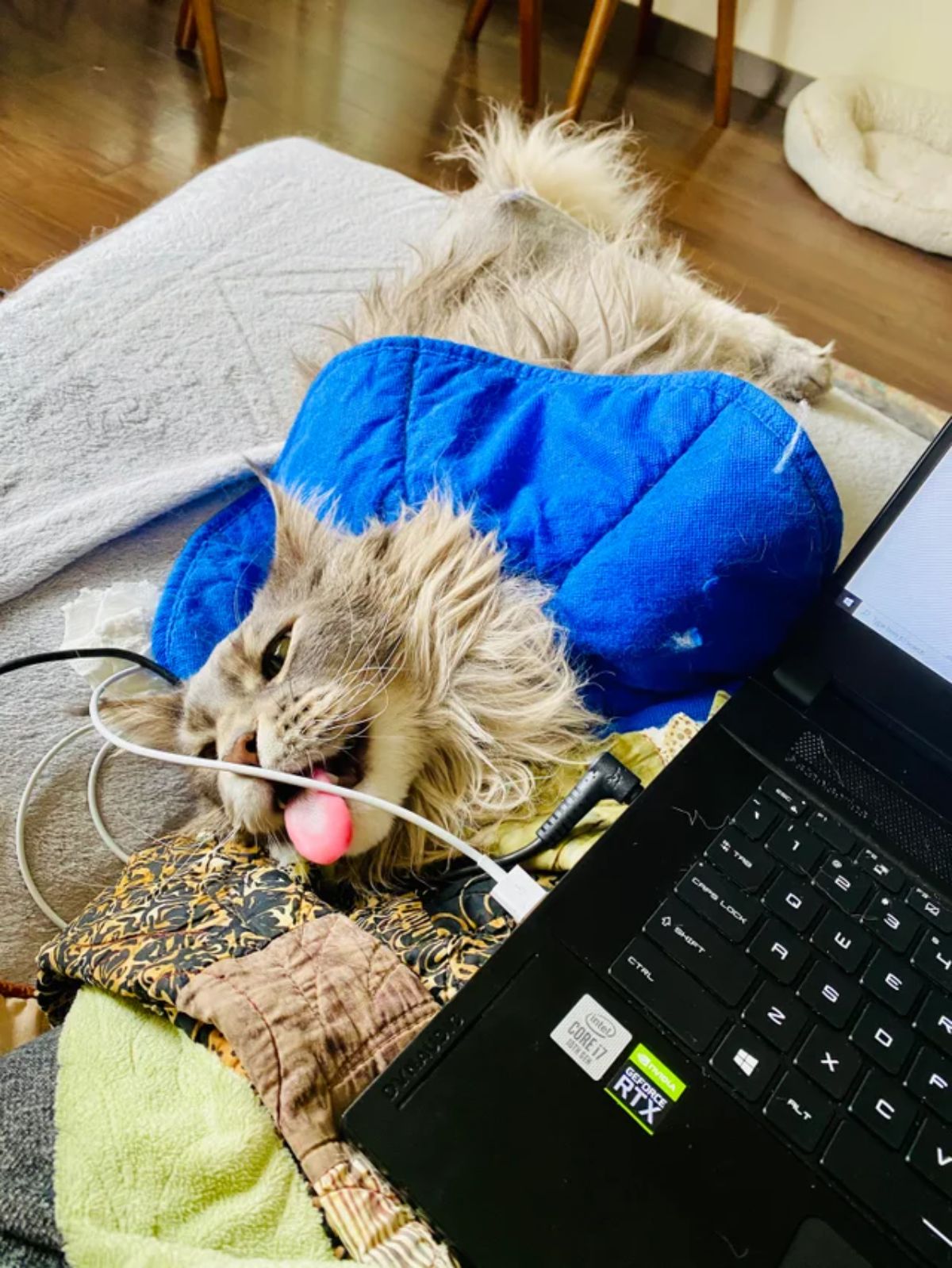 fluffy grey cat laying next to a laptop and licking a white cable