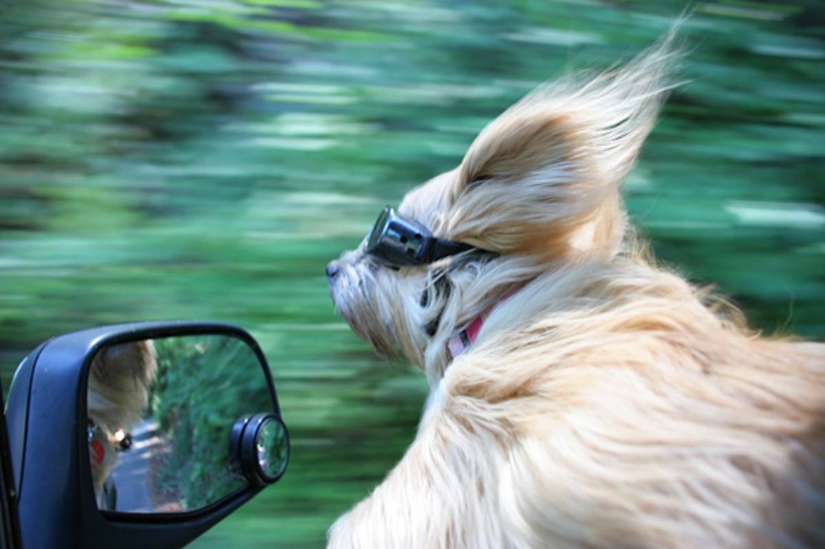 fluffy light brown dog wearing black goggles leaning out of a moving car