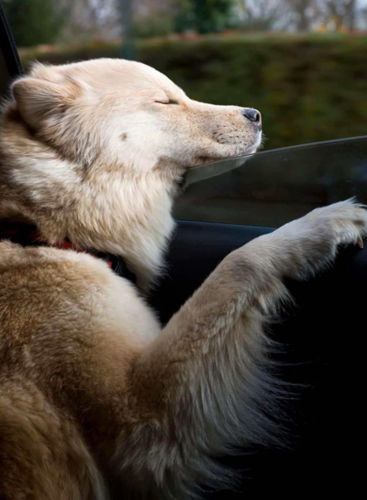 fluffy light brown dog with eyes close and the head leaning out of a car window