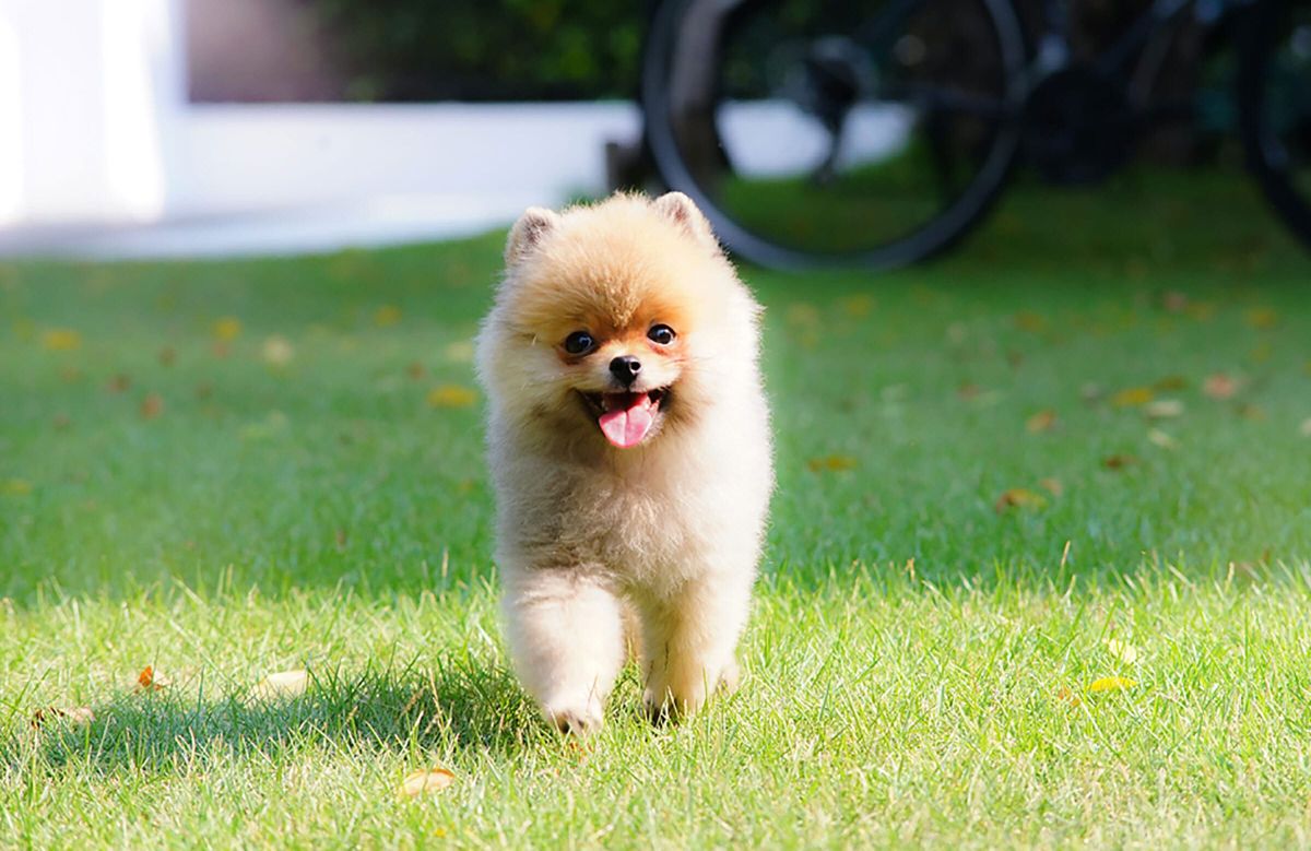fluffy light brown puppy running on grass