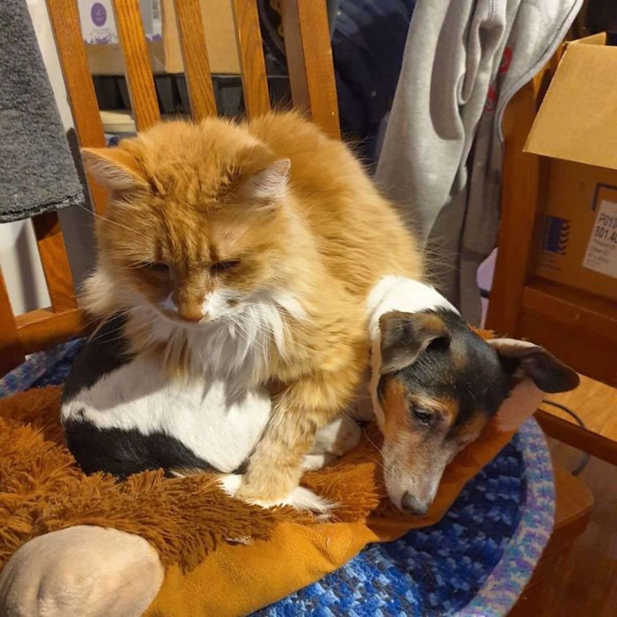 fluffy orange and white cat sitting on a white black and brown dog laying down