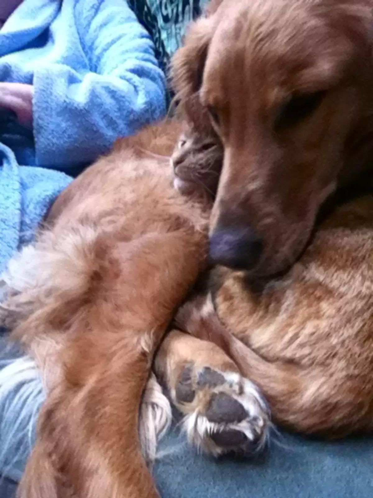 fluffy orange cat laying next to a golden retriever's head
