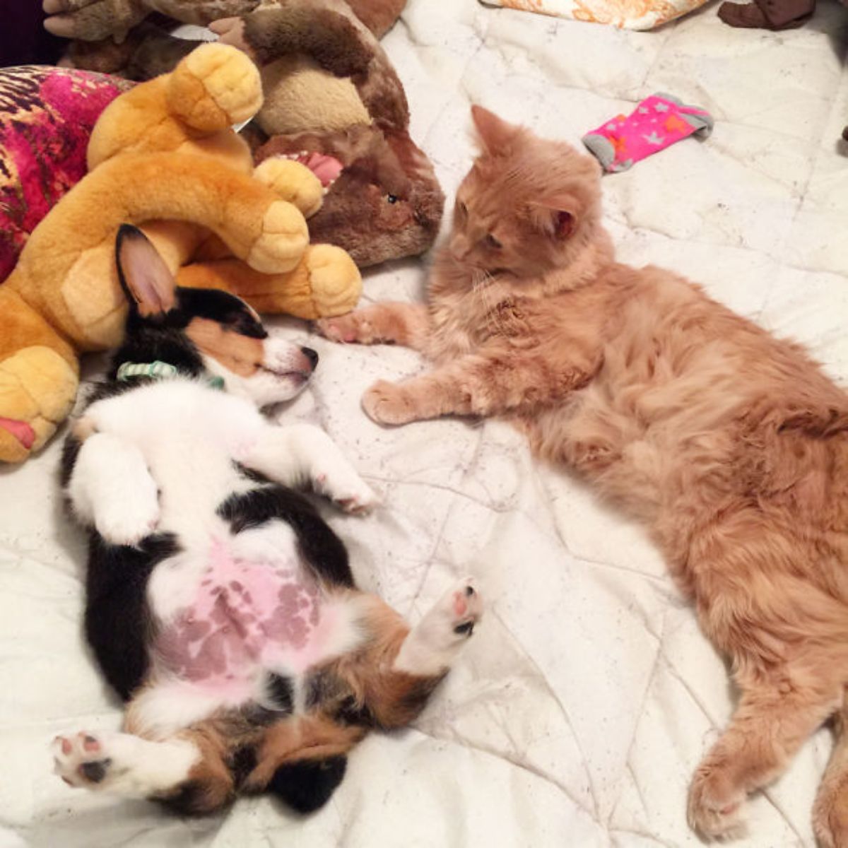 fluffy orange cat laying on a white bed looking at a white black and brown corgi puppy laying belly up