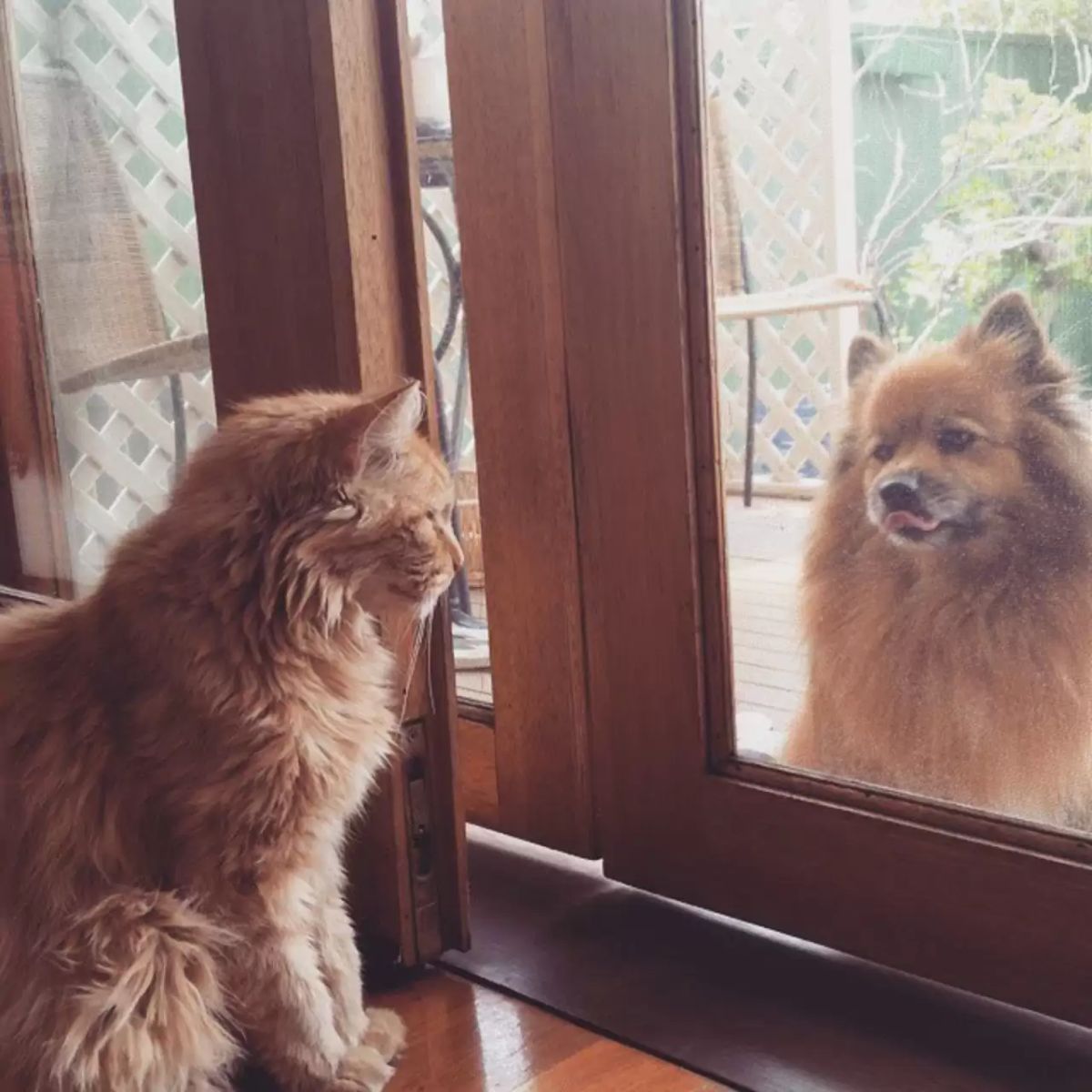 fluffy orange cat sitting by a door with a glass with a fluffy brown dog sitting staring at the cat