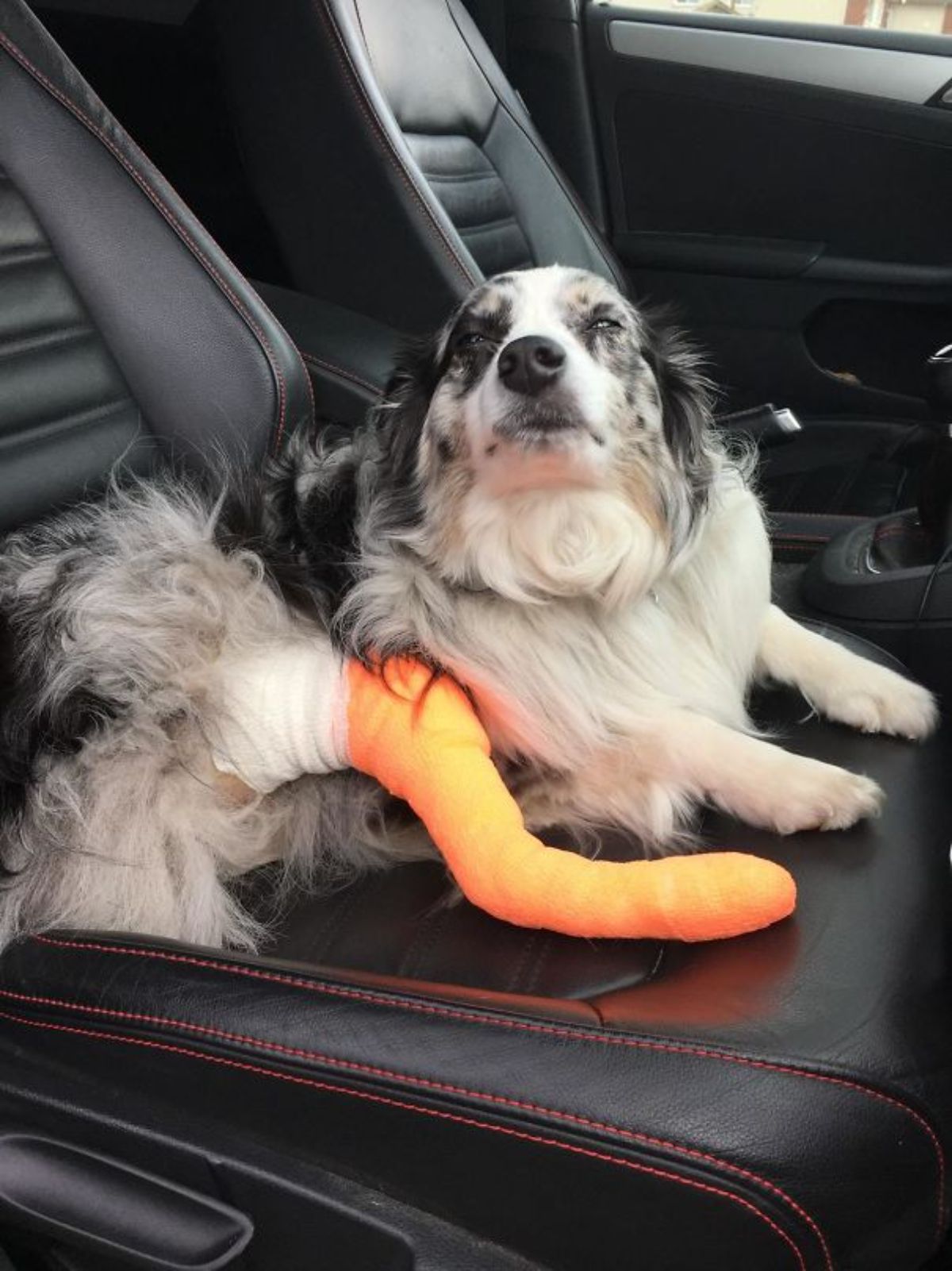 fluffy white and black dog laying on a car seat with an orange cast on a back leg