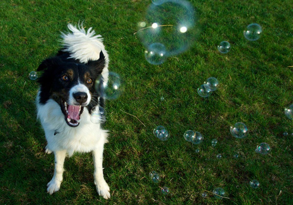 fluffy white and black dog standing on grass with mouth open looking at soap bubbles