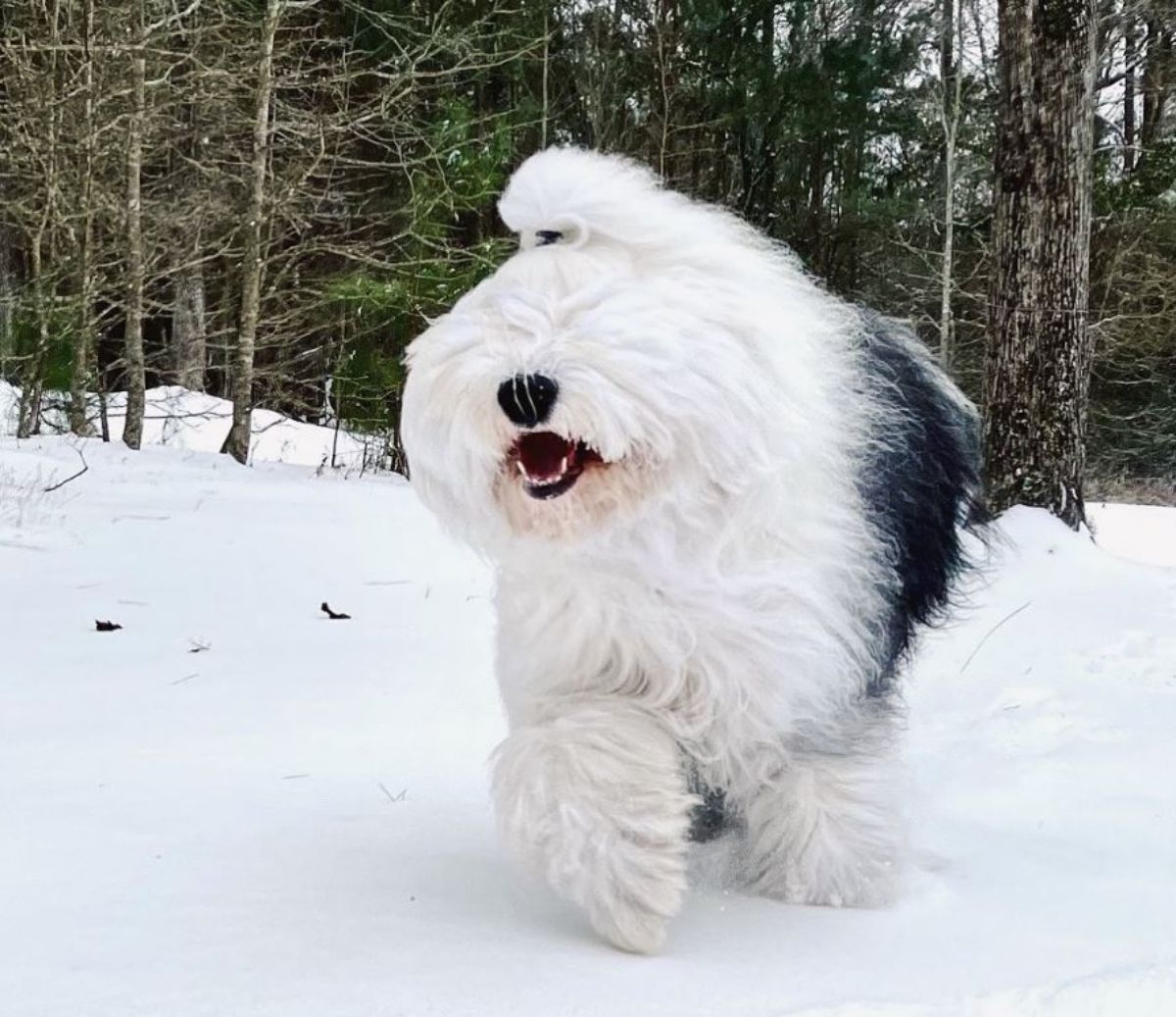fluffy white and black sheepdog running in snow