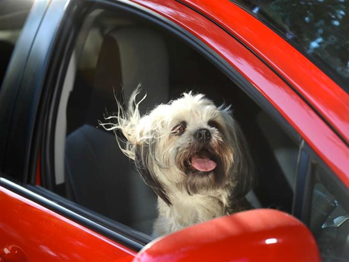 fluffy white and black terrier sitting in a passenger seat of a red car