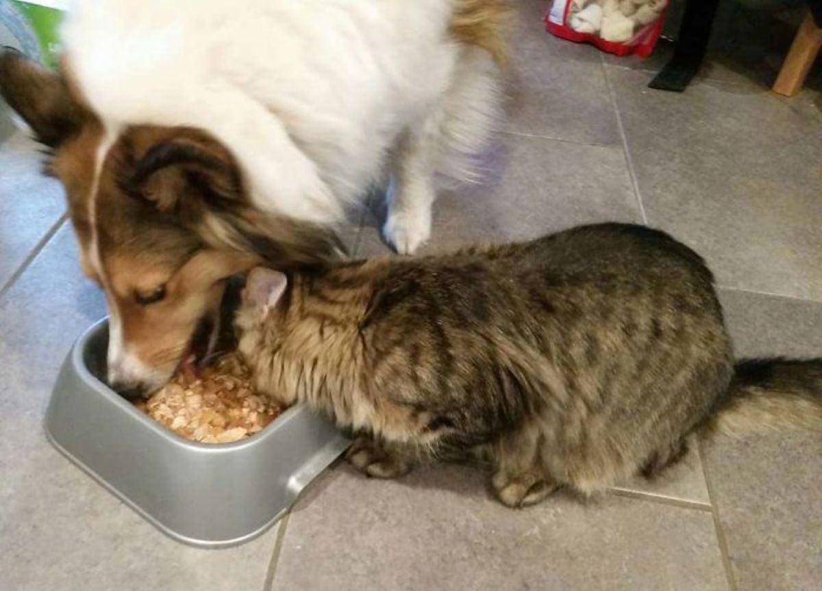 fluffy white and brown collie and fluffy brown tabby cat eating dog food out of the same grey bowl