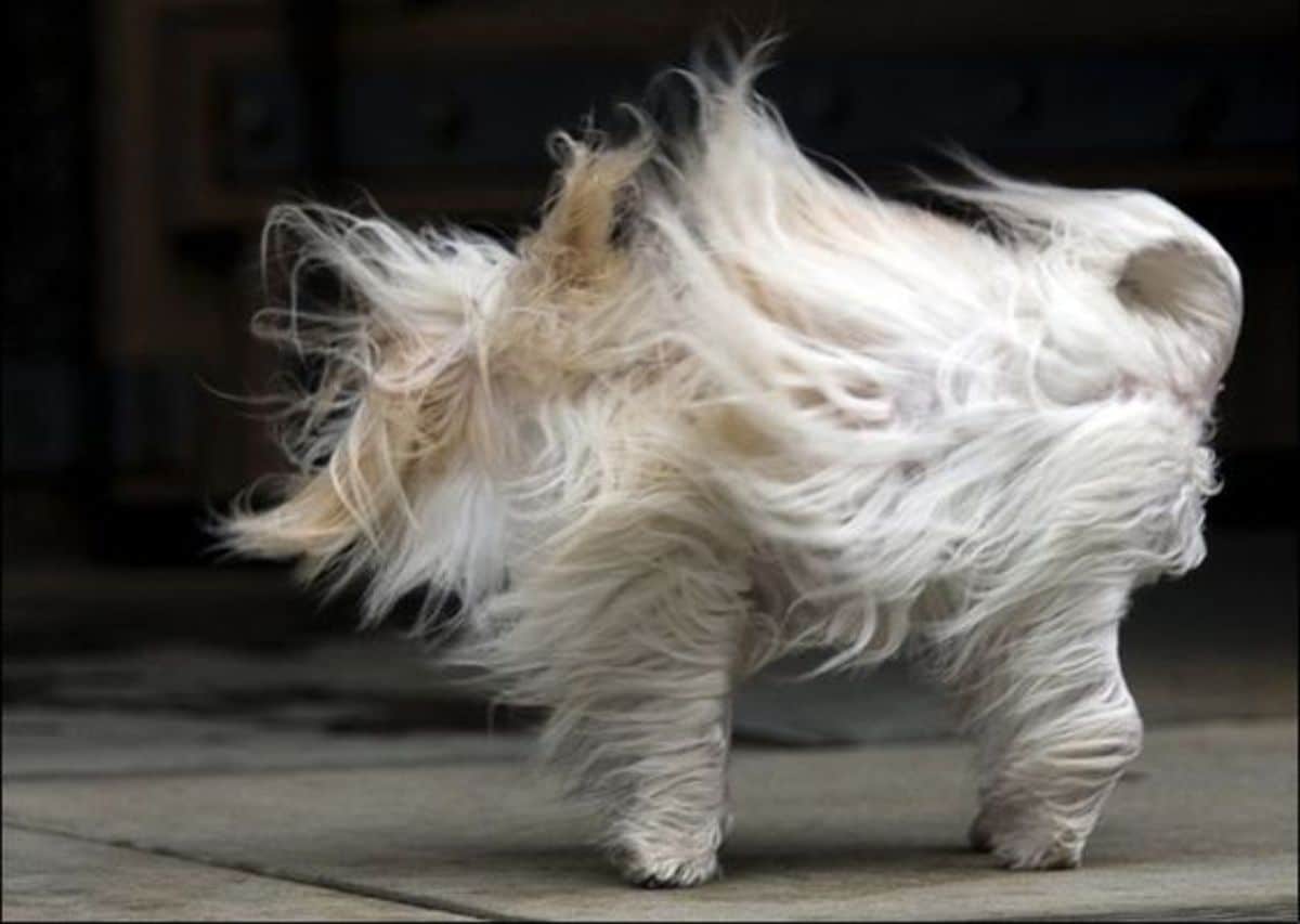fluffy white and brown dog getting the fur blown back by the wind
