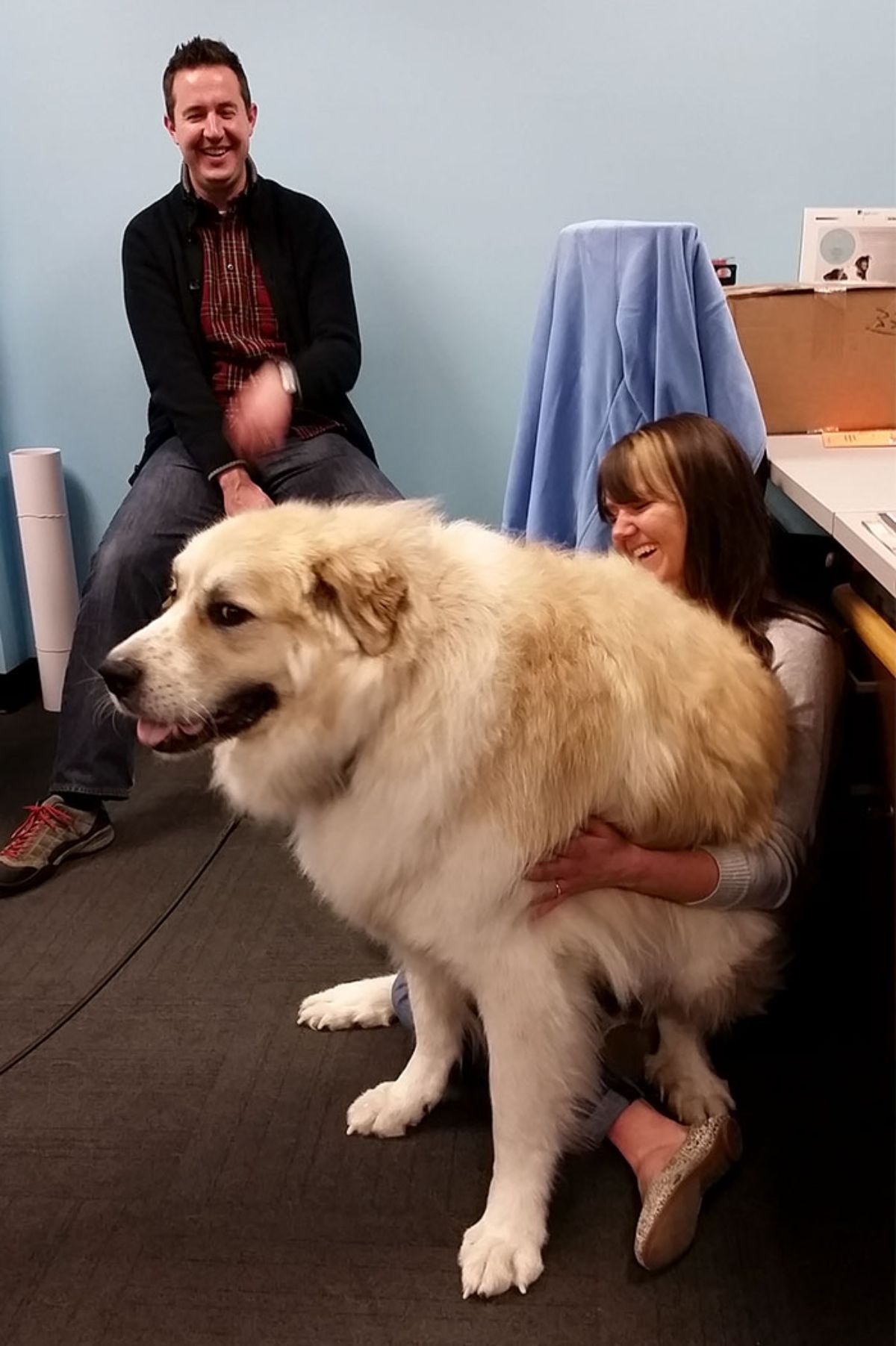 fluffy white and brown dog sitting on a woman's lap
