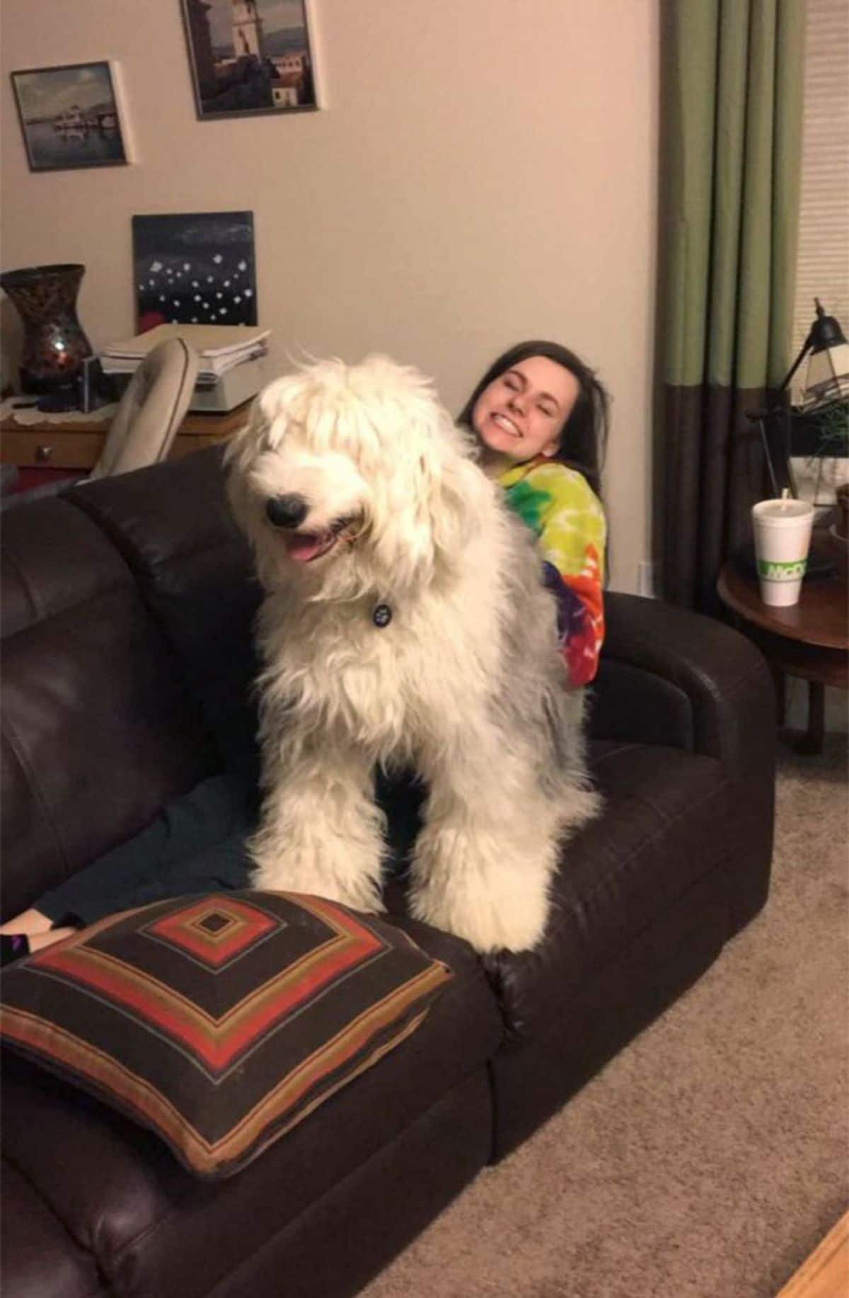 fluffy white and grey old english sheepdog sitting on a woman's lap