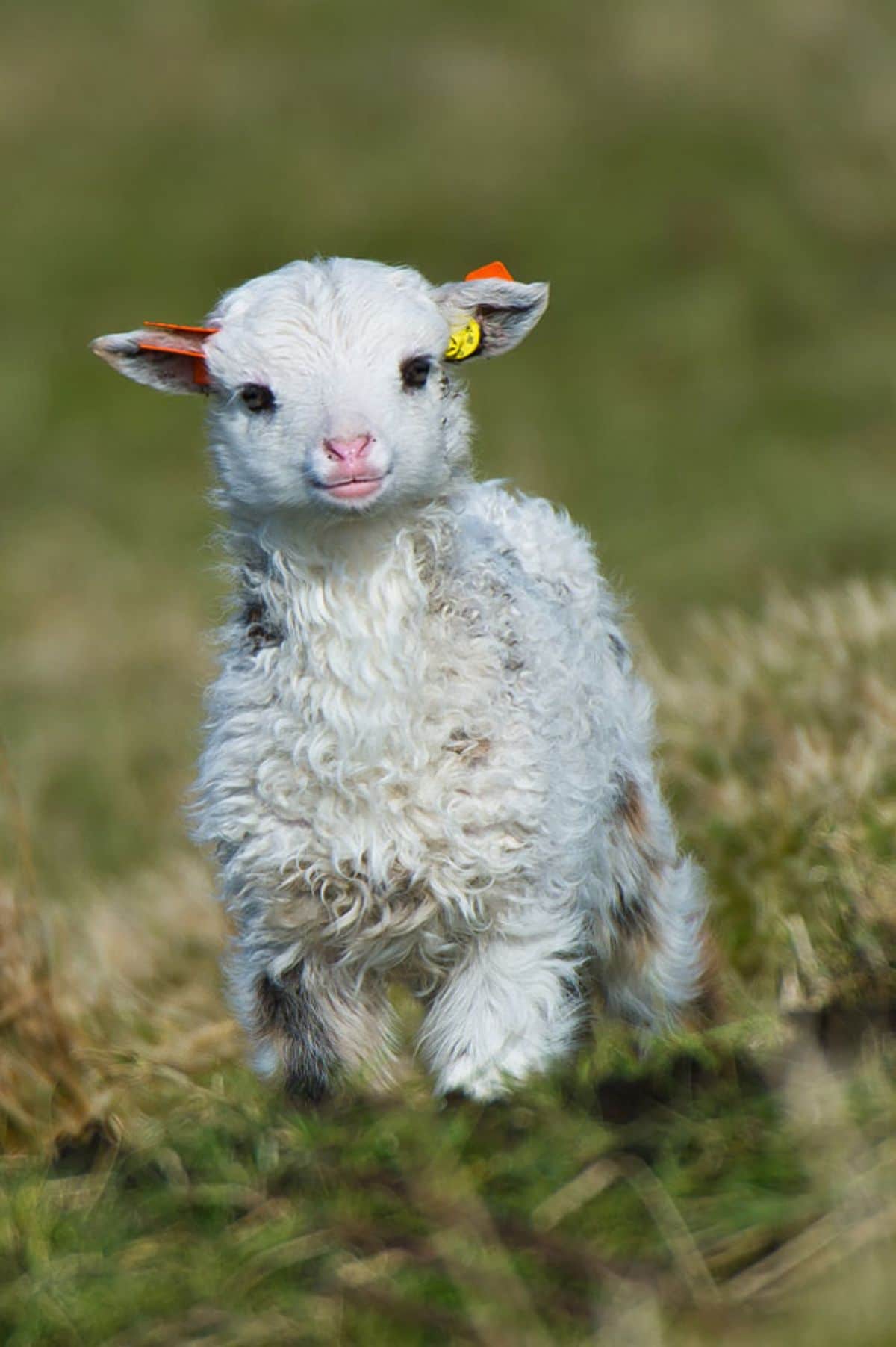 fluffy white baby lamb