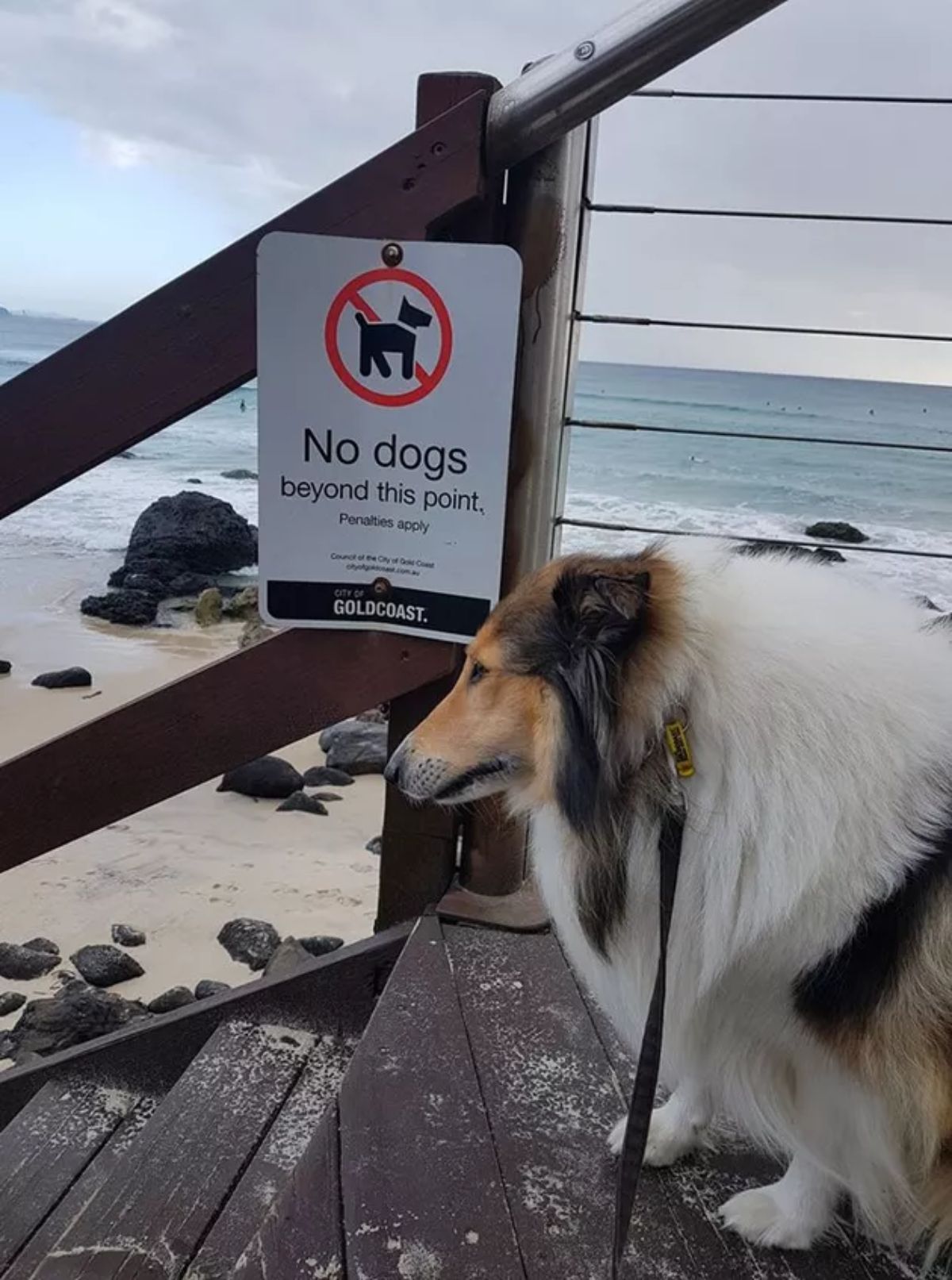 fluffy white black and brown collied standing on top of stairs by a No dogs beyond this point sign
