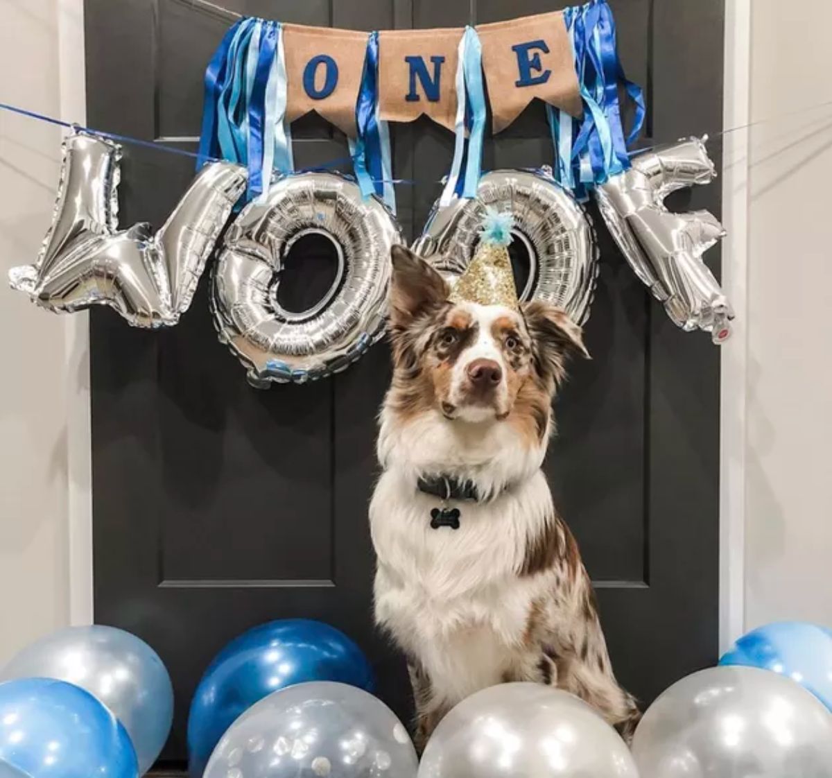 fluffy white brown and black australian shepherd with a party hat on and surrounded by balloons