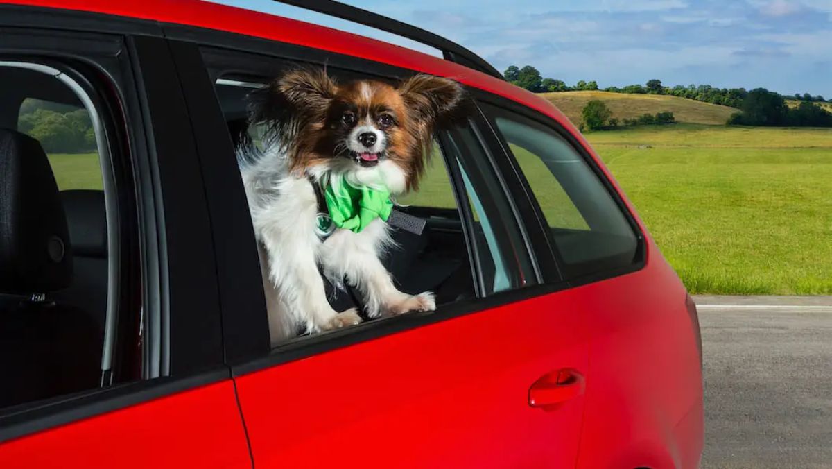 fluffy white brown and black dog in a green harness lenaign out of a red car window