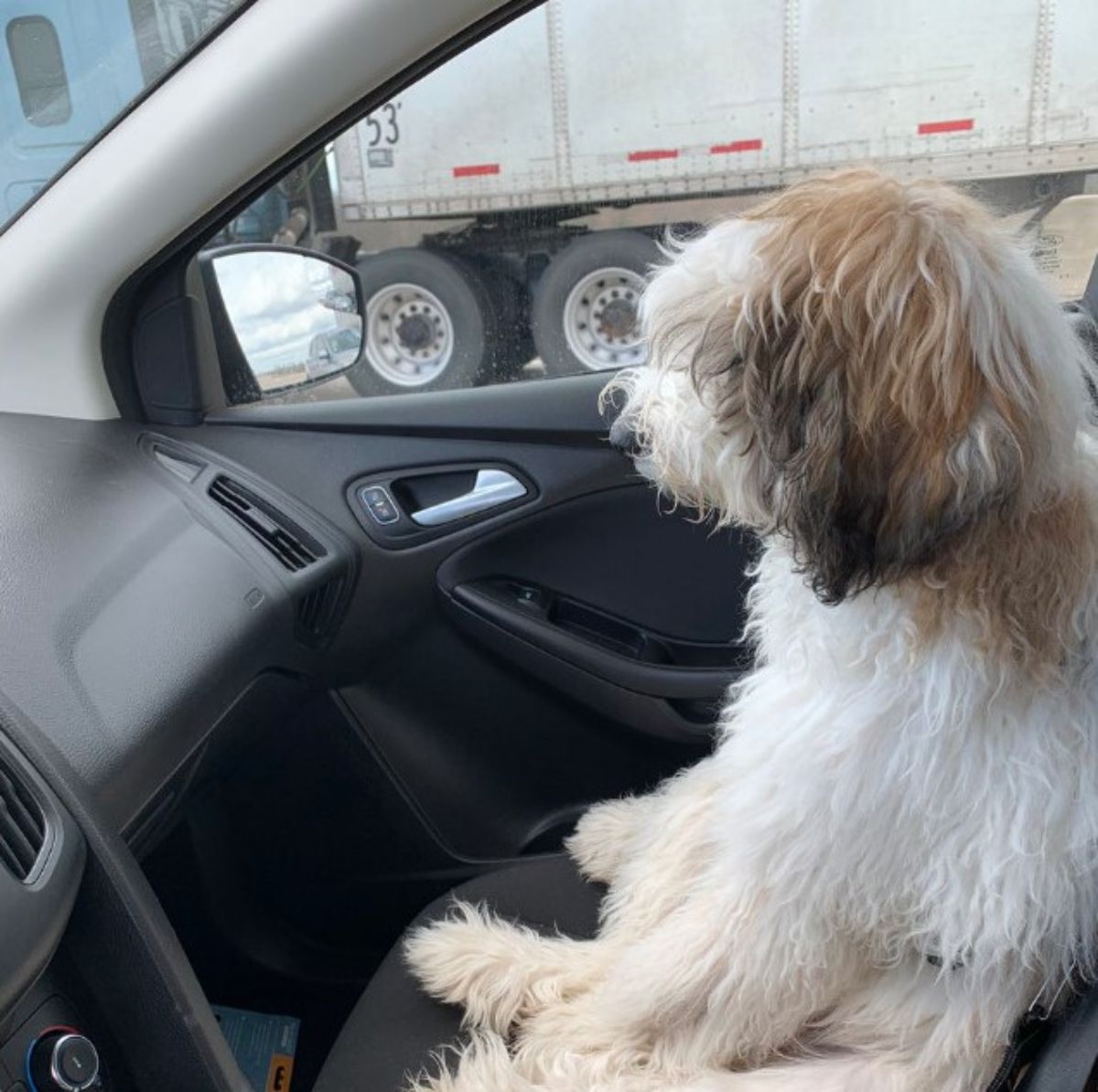 fluffy white brown and black dog sitting in a passenger seat on its haunches