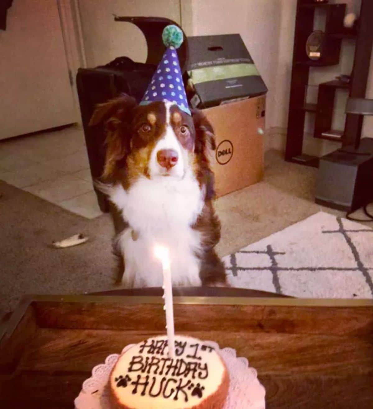 fluffy white brown and black dog wearing a blue and white party hat and sitting in front of a birthday cake
