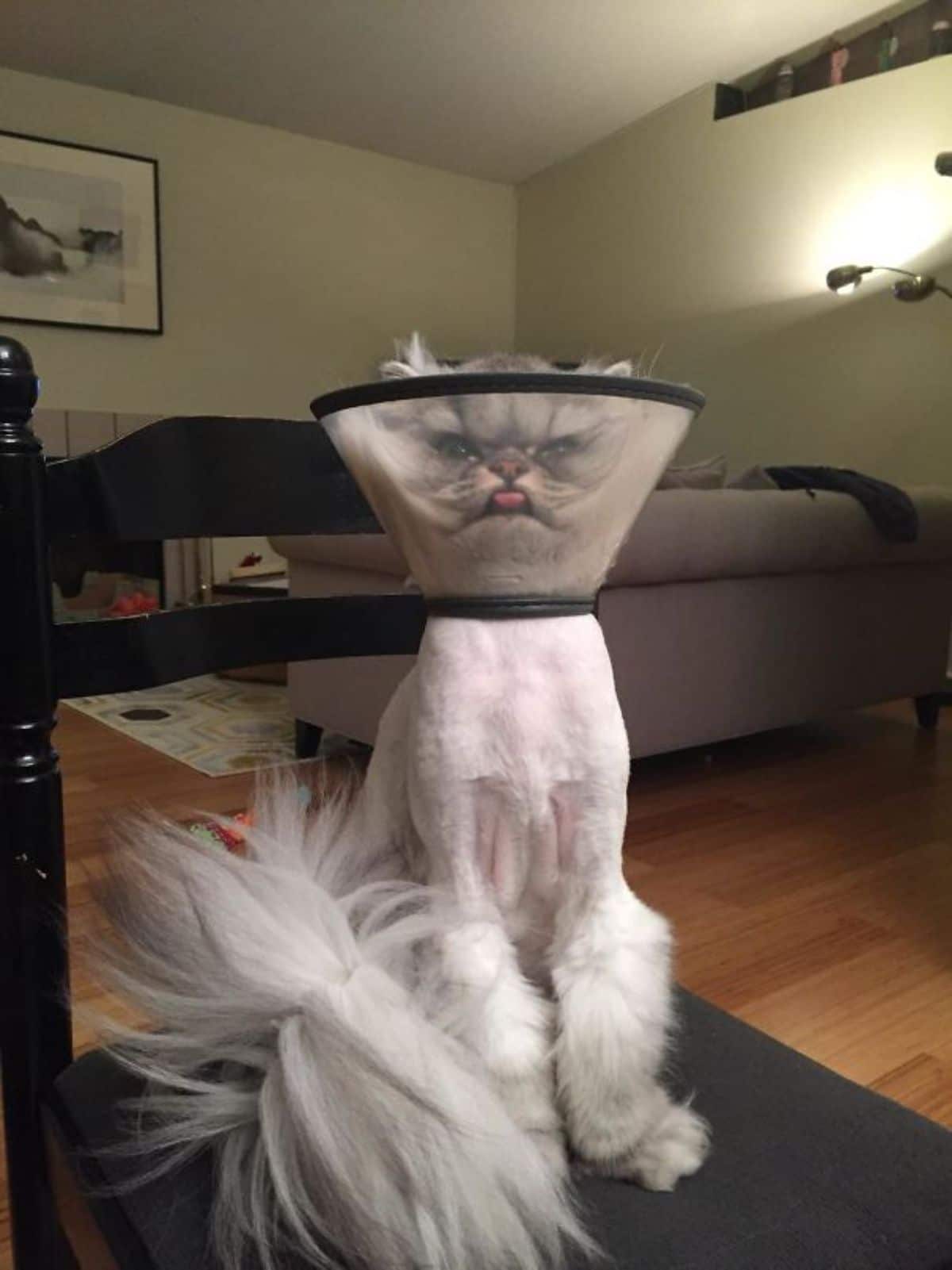 fluffy white cat with the body shaved and wearing a plastic elizabethan cone