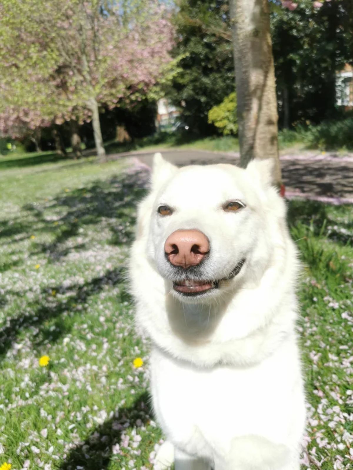 fluffy white dog in a flower field