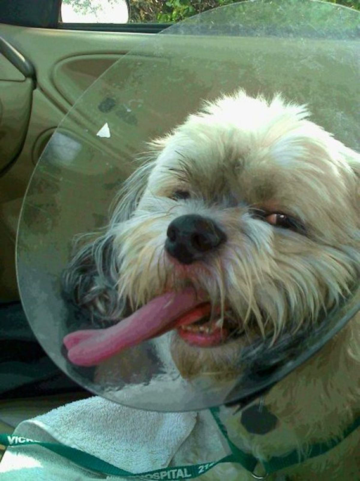 fluffy white dog in a plastic cone collar with the tongue stuck out to lick the inside of the cone