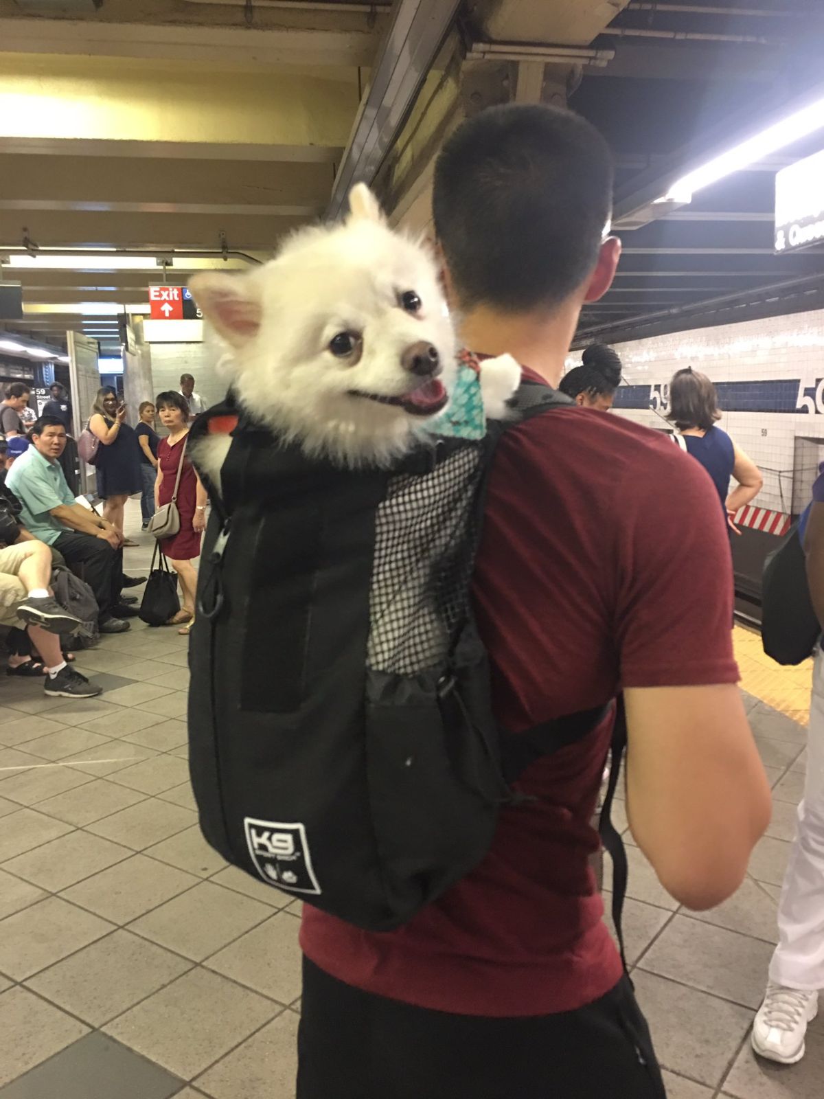 fluffy white dog inside a black backpack being worn by a guy