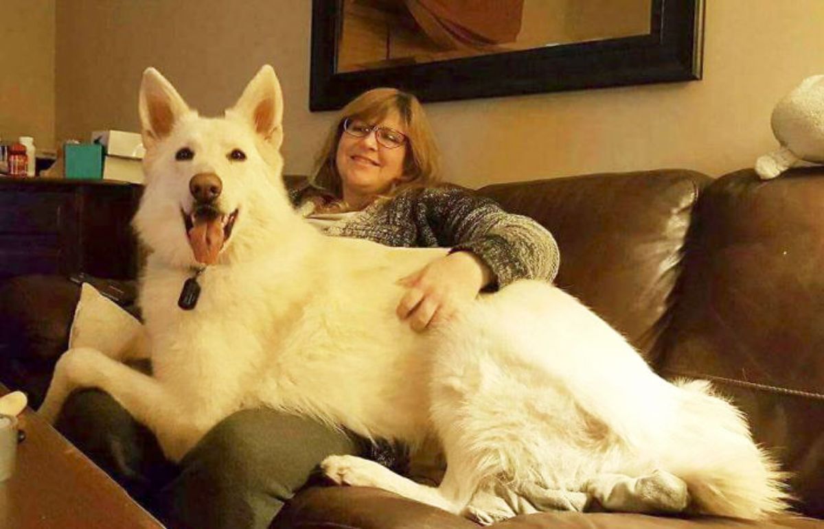 fluffy white dog laying across a woman's lap
