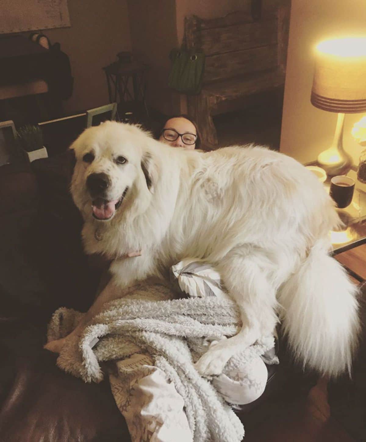 fluffy white dog laying across a woman's lap
