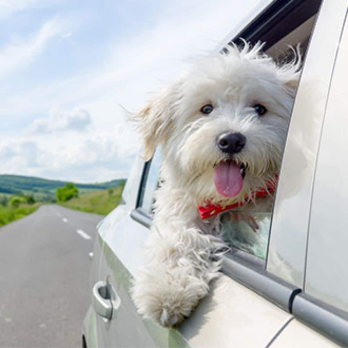 fluffy white dog leaning out of a car
