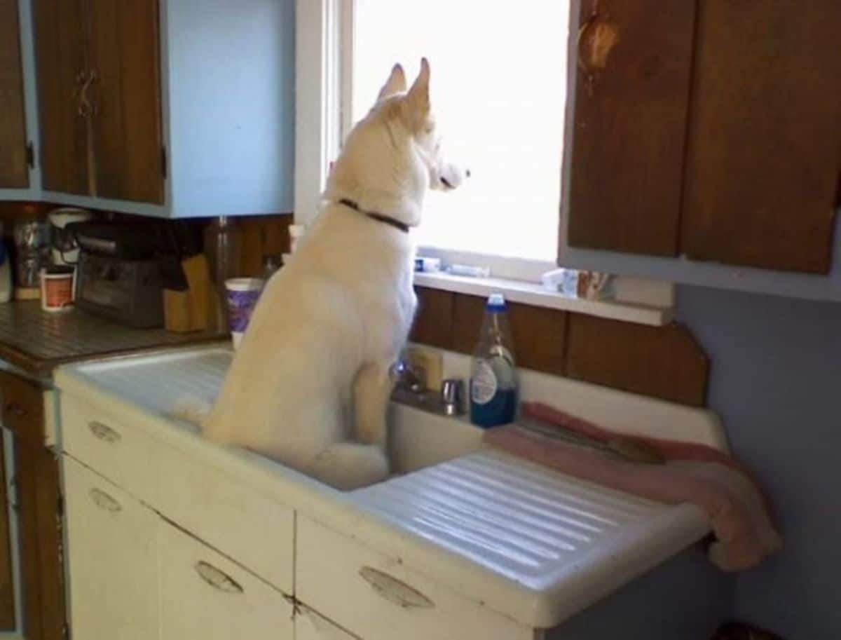 fluffy white dog sitting inside a white kitchen sink