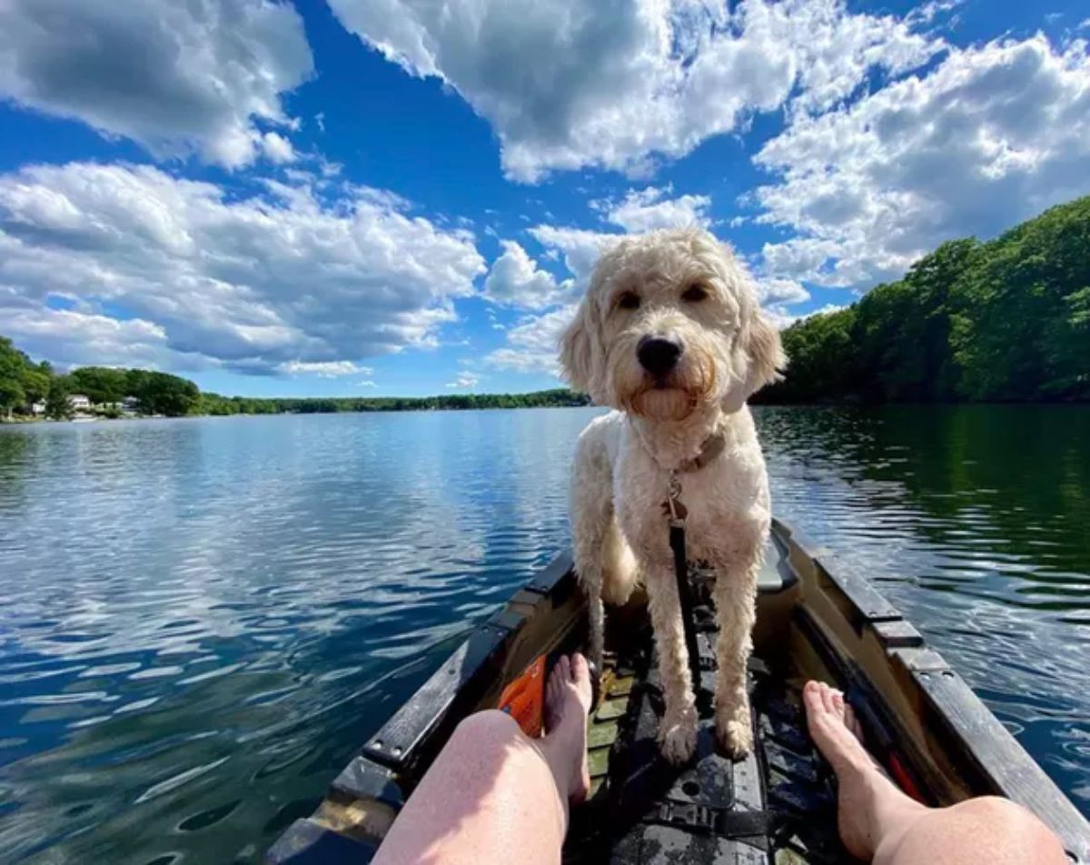 fluffy white dog standing in a canoe in water between someone's legs