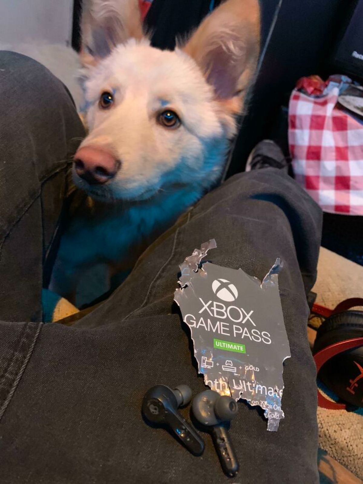 fluffy white dog standing next to a ripped up xbox game pass paper and chewed up ear phones