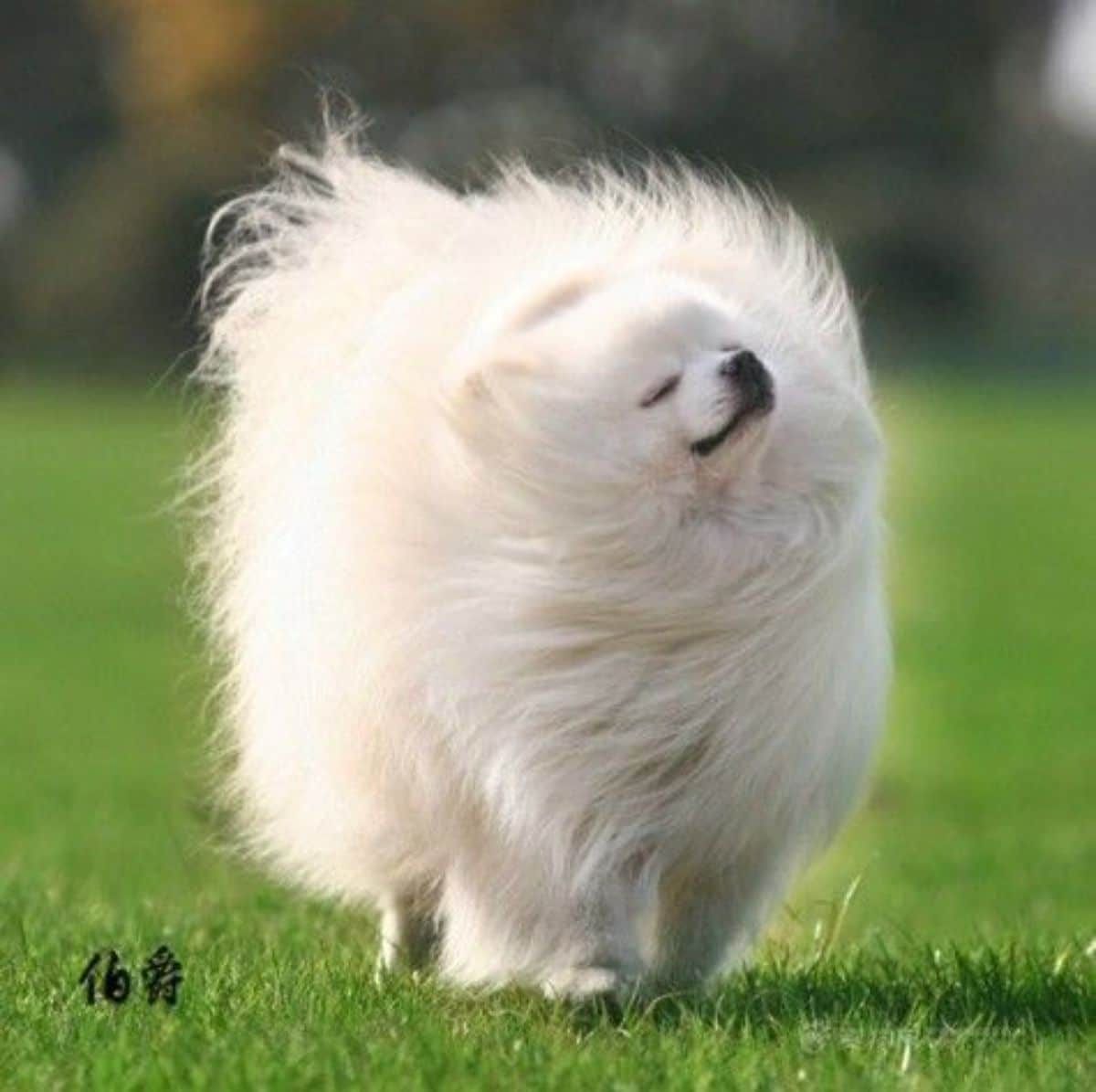 fluffy white dog standing on grass with the fur moving in the wind