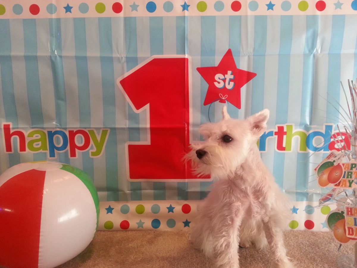 fluffy white dog with a happy 1st birthday banner behind it