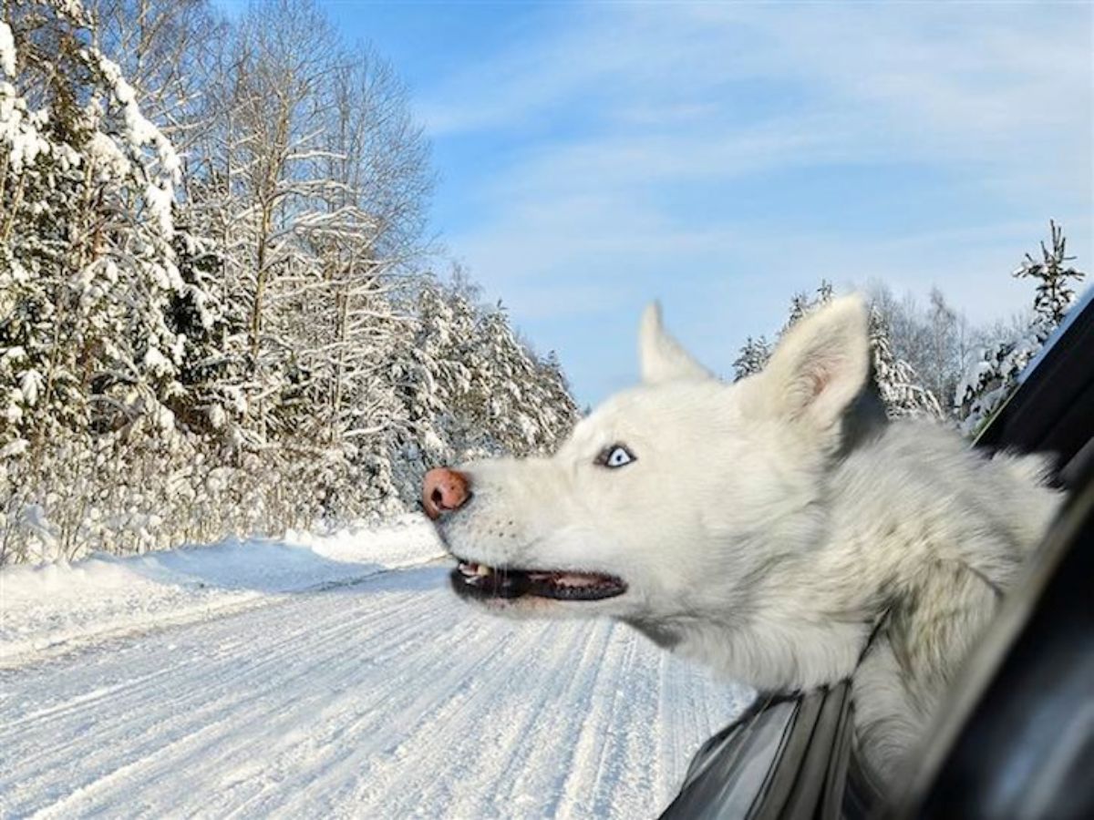 fluffy white dog with the head sticking out of the car in a snowy landscape