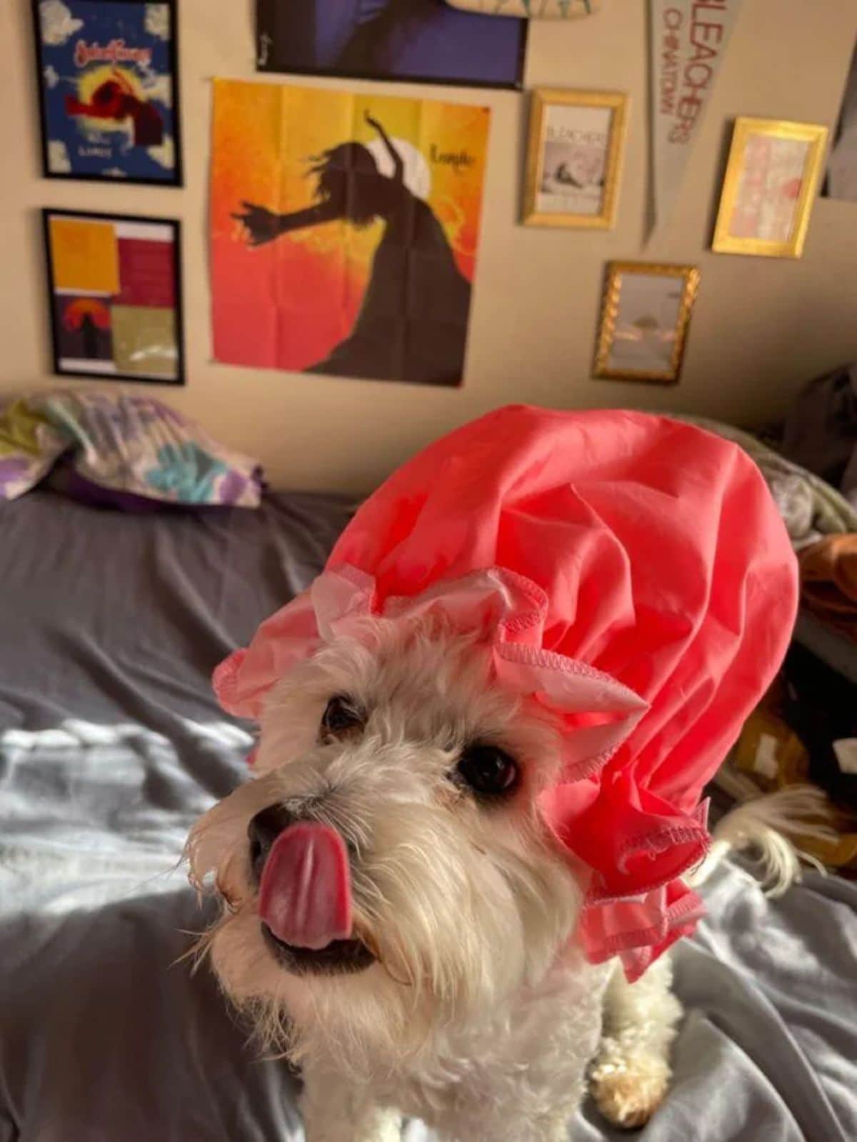 fluffy white dog with the tongue out to lick the nose and wearing a red shower cap