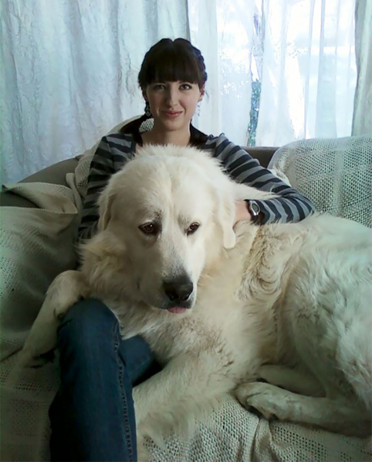 fluffy white great pyrenees laying on a woman's lap