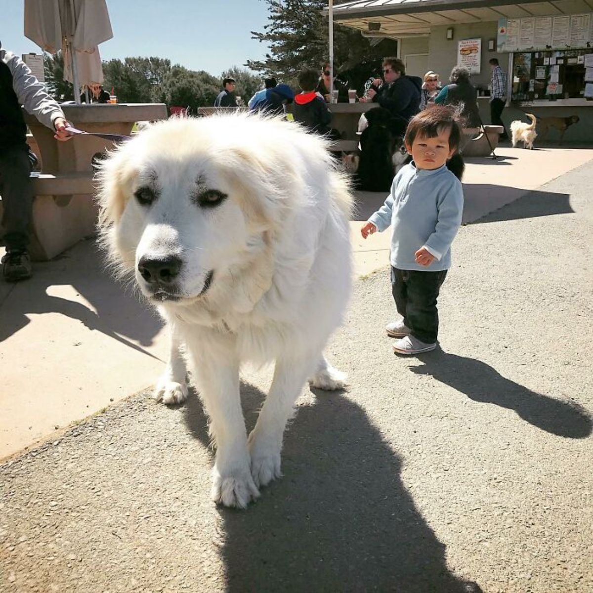 fluffy white great pyrenees standing next to a toddler