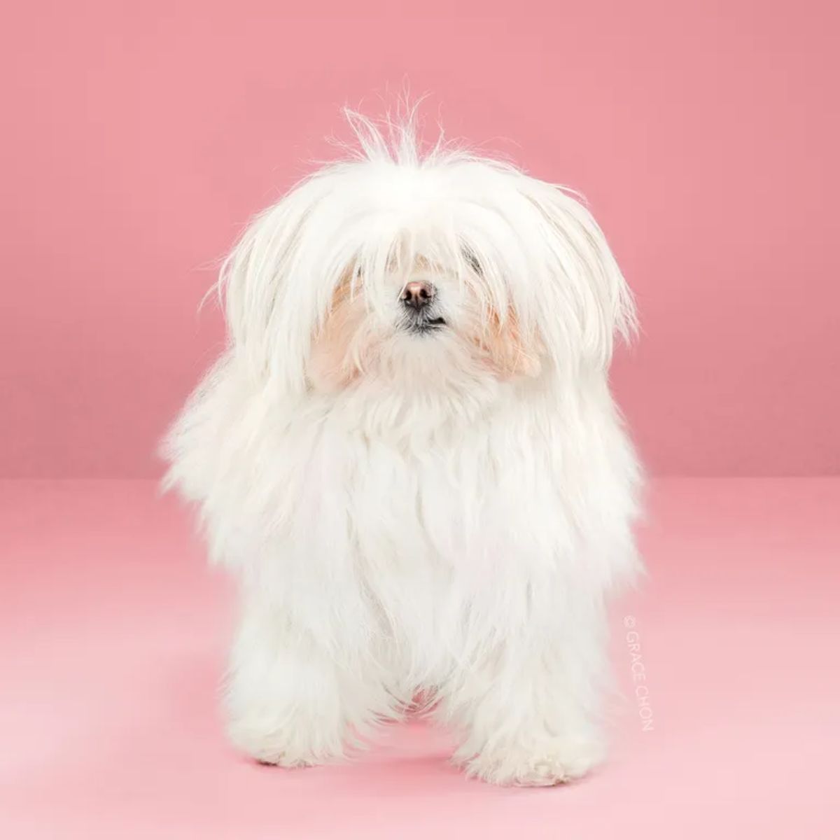 fluffy white maltese dog standing