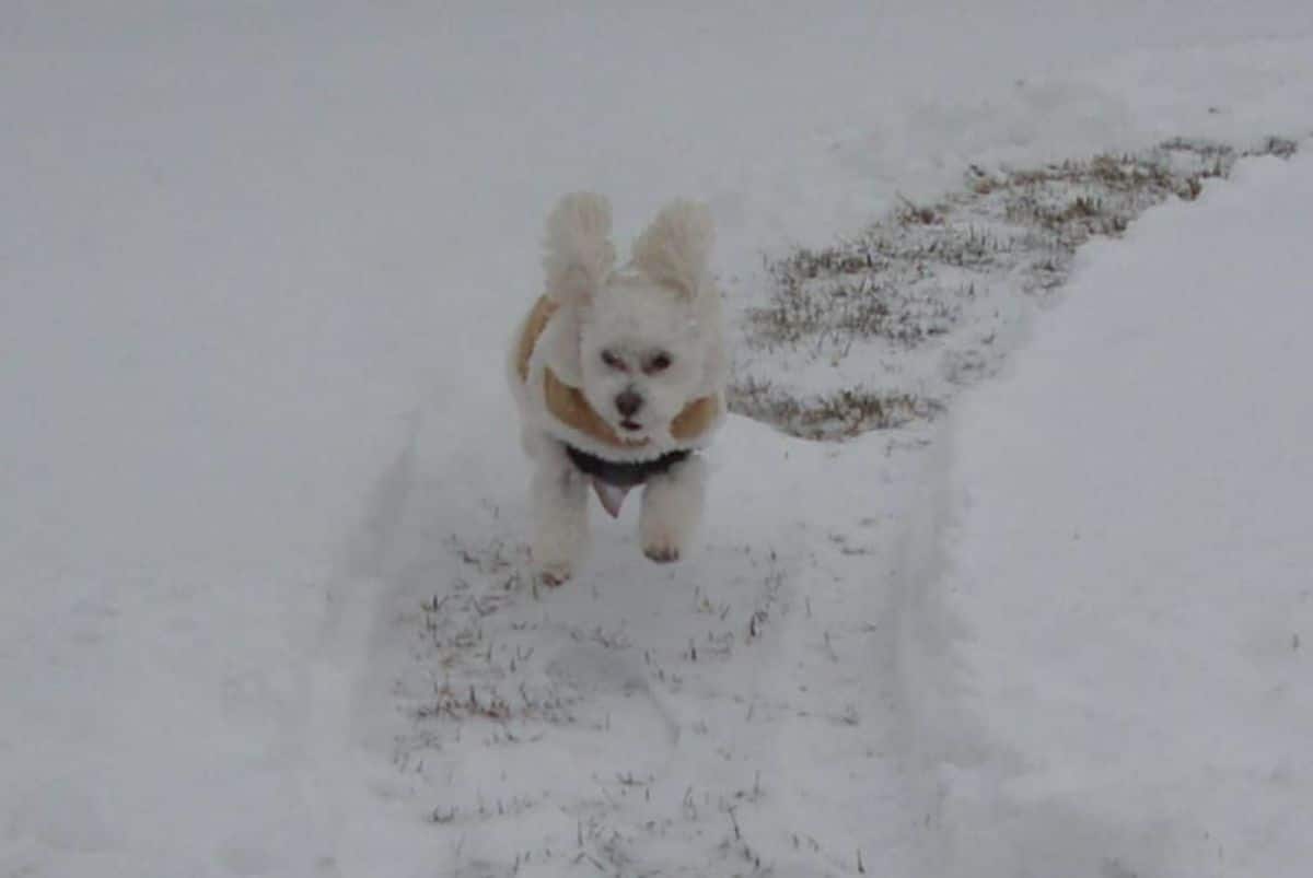 fluffy white poodle in yellow white and blue coat running in snow with the legs in mid-air
