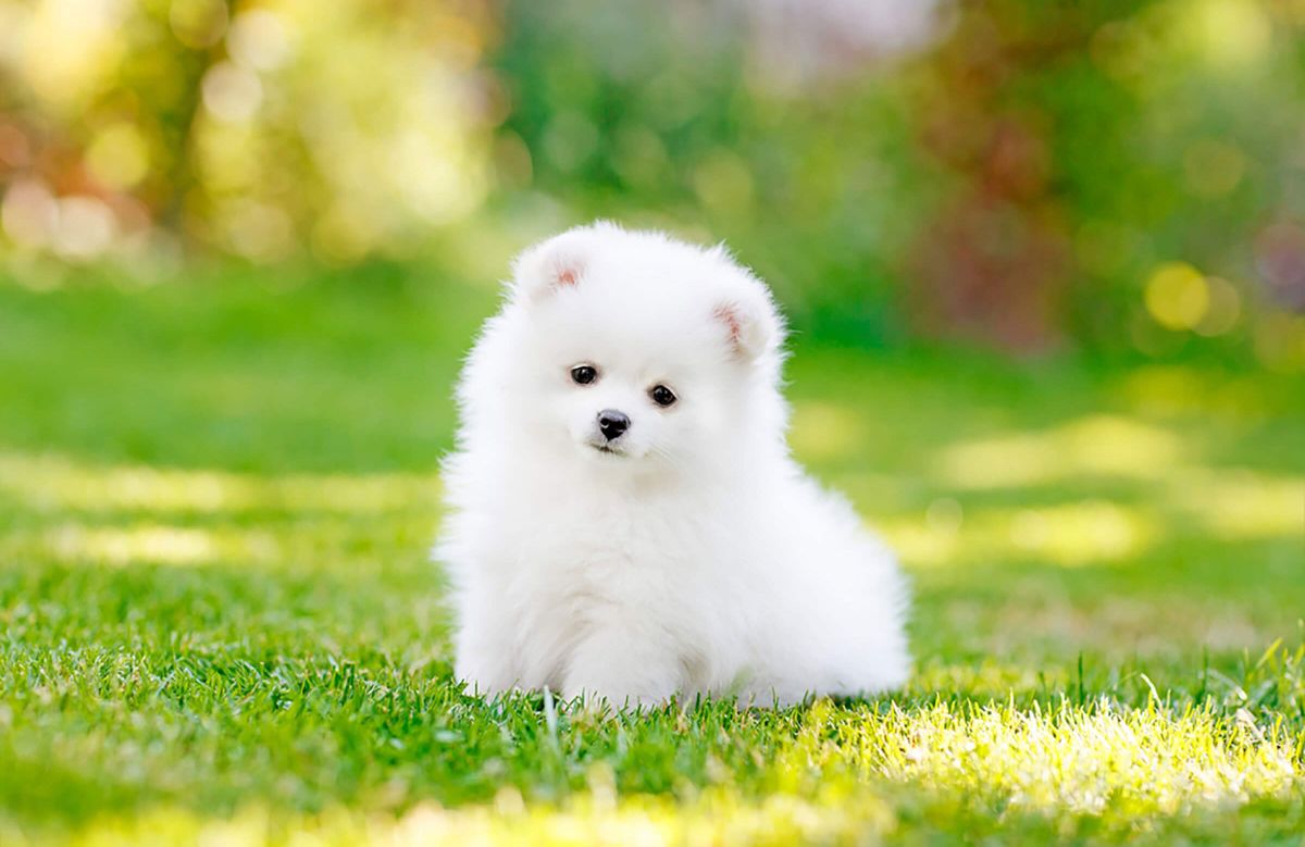 fluffy white puppy sitting on grass